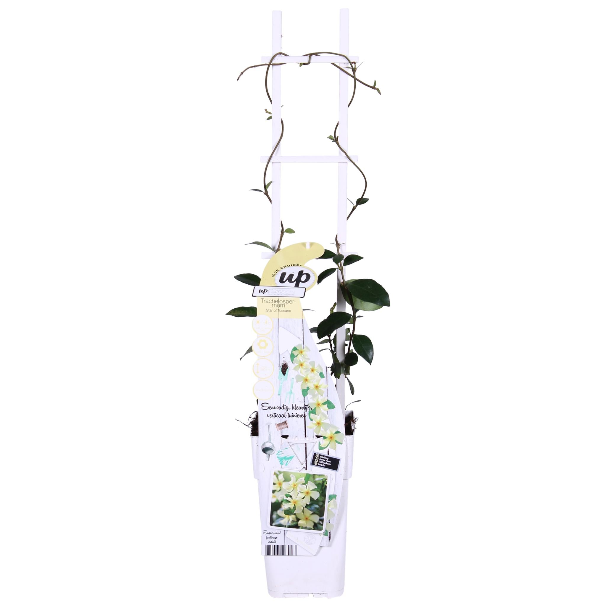2x - Trachelospermum 'Ster van Toscane' - ?65cm - Ø15