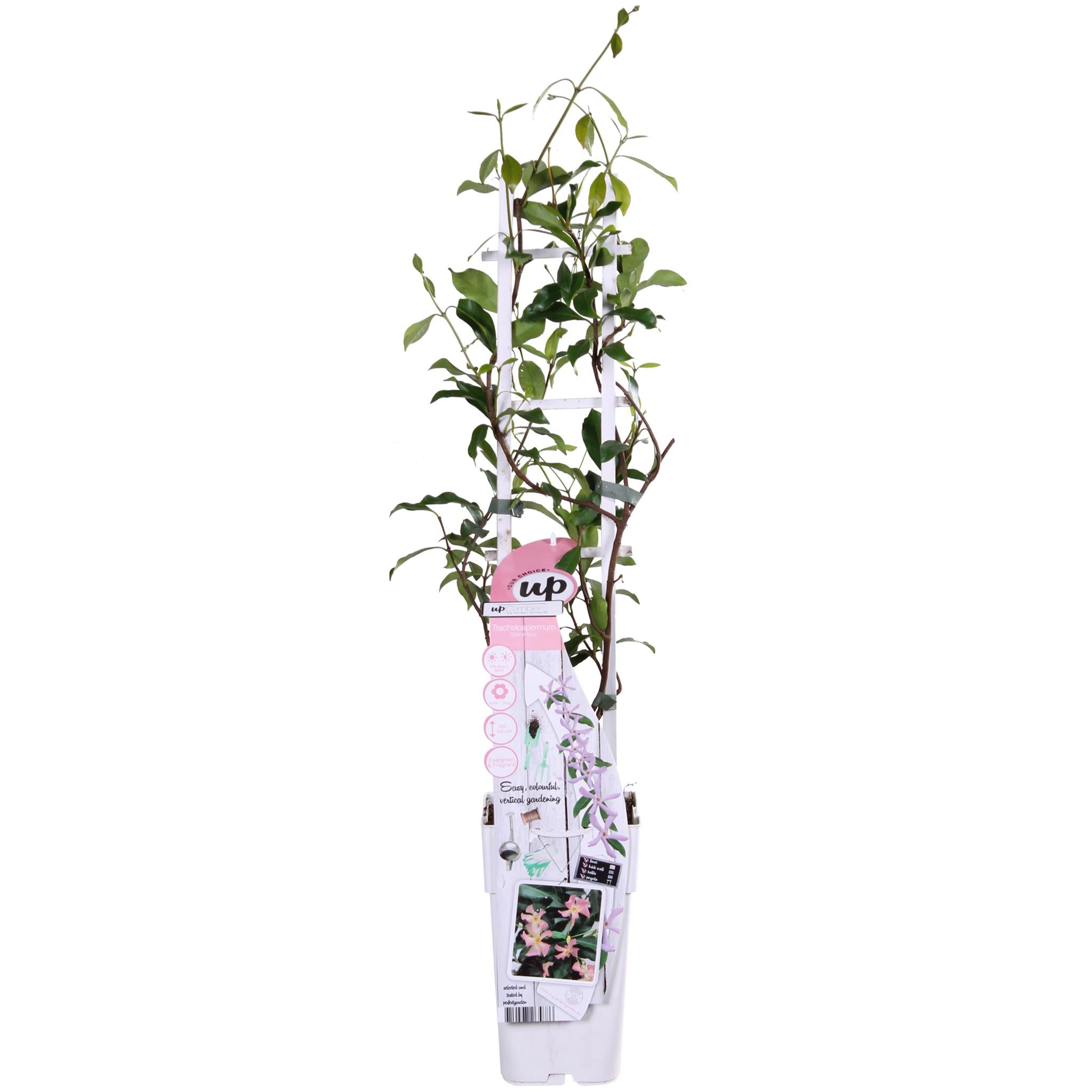 Trachelospermum 'Star of Ibiza' - Toscaanse Jasmijn Roze