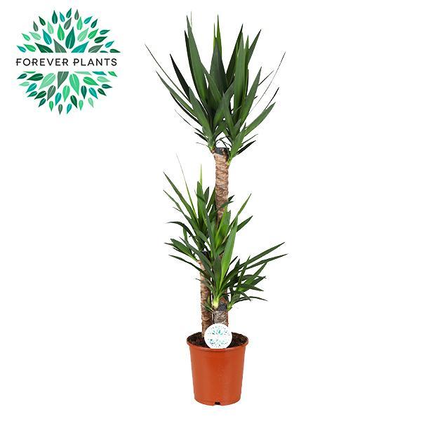 Yucca-Ø24cm - ↕125cm
