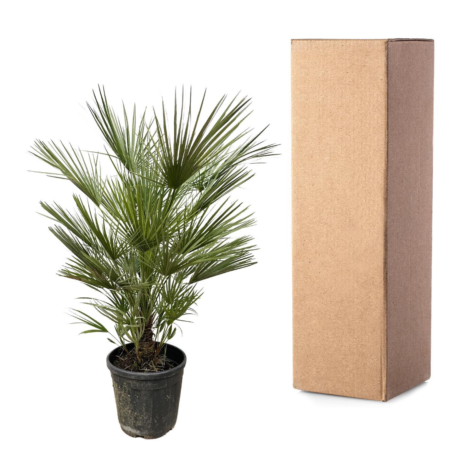 Chamaerops Humilis struik - 150cm- ø30
