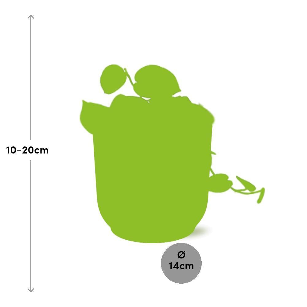 Scindapsus Pictus 'Argyraeus' in ELHO Vibes Fold 14cm roze