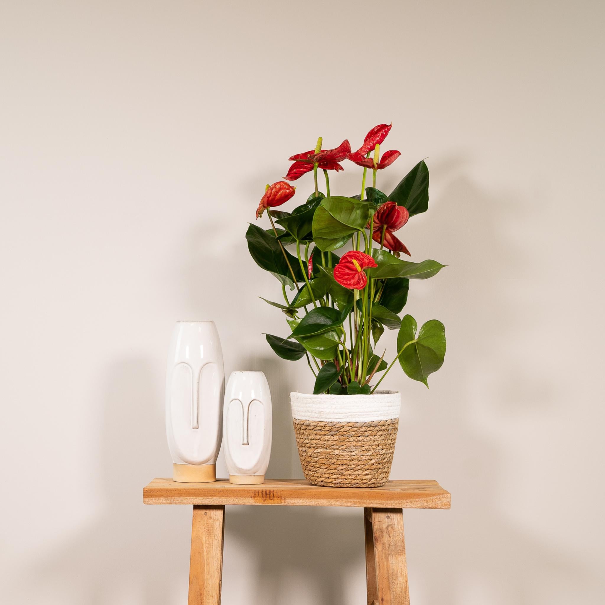 Anthurium Nevada - Ø17 - ?55cm