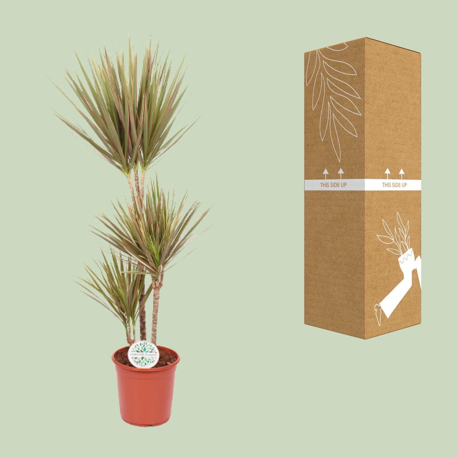 Dracaena Tweekleurig - Ø24cm - ↕115cm