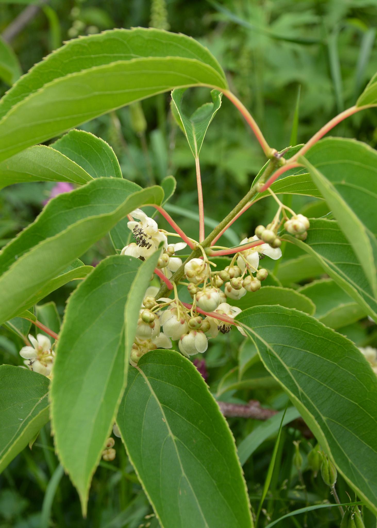 Actinidia arguta 'Issai' - Kiwi's
