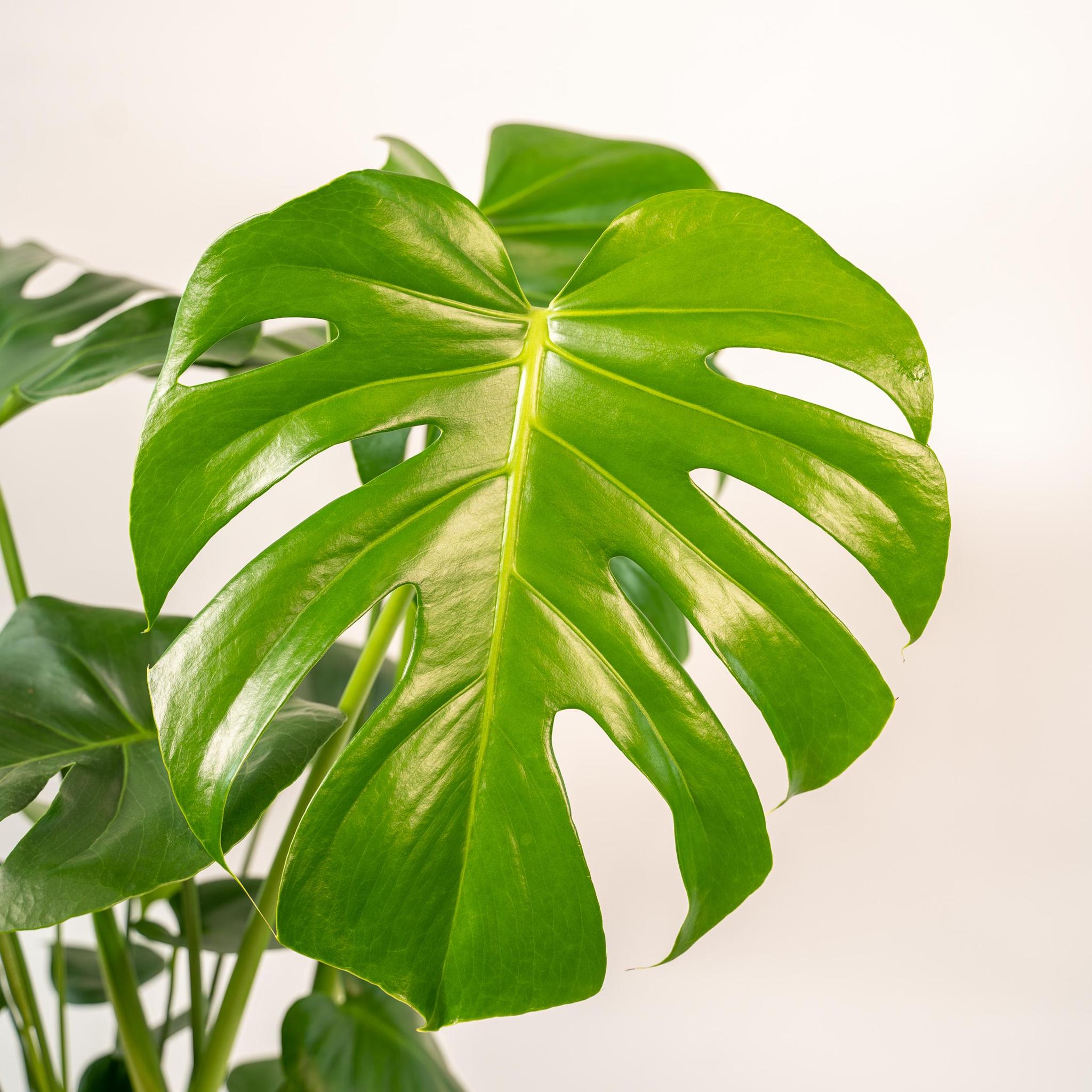 Monstera Deliciosa - ?80cm - Ø21cm + Topf Mayk Gold