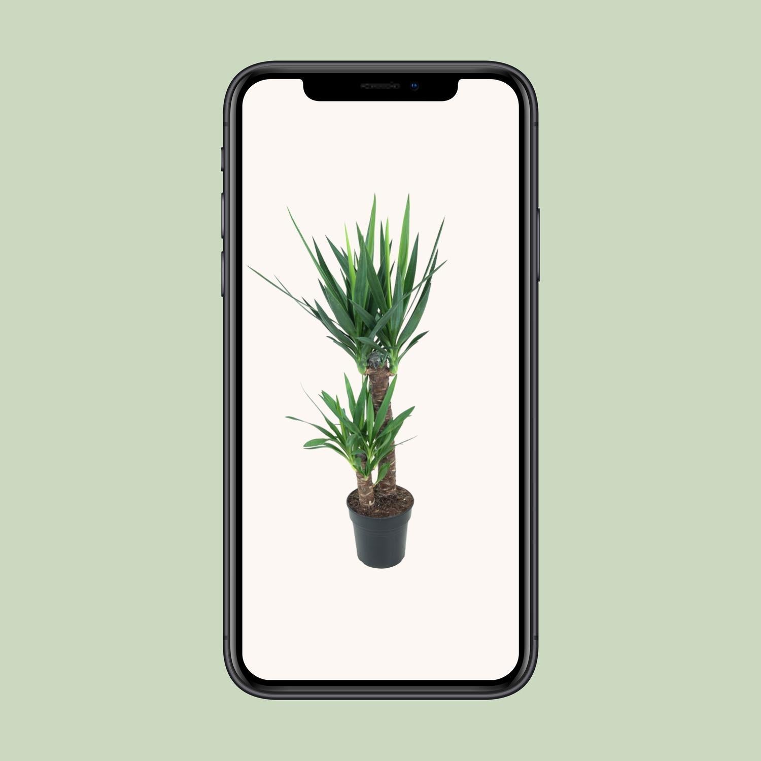 Yucca Olifantspoot - Ø21cm - ↕100cm