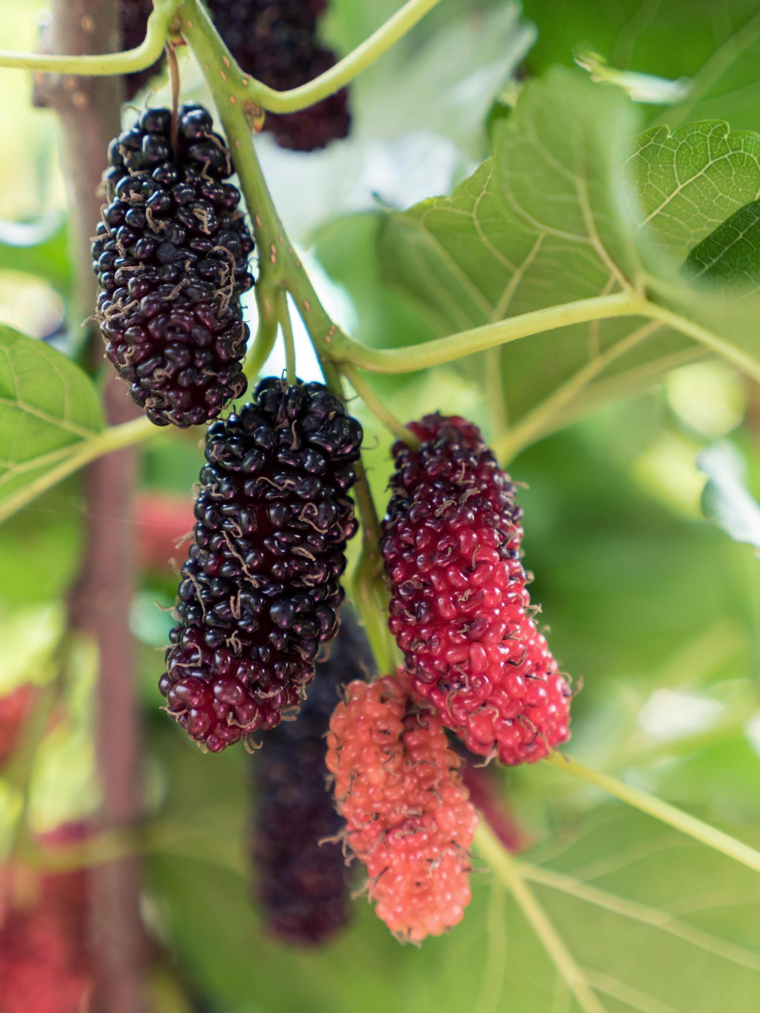 Zwarte dovenetel Mulle - ?45cm - Ø13