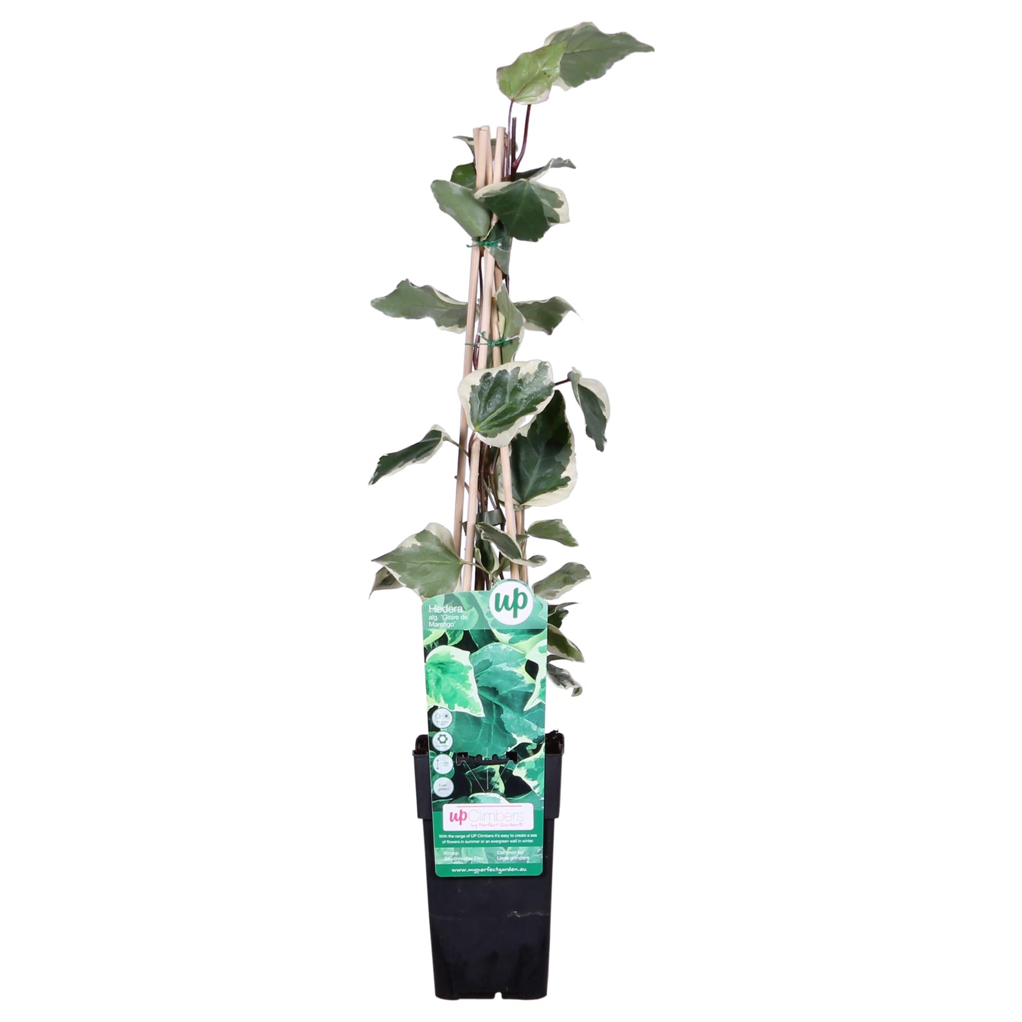 Hedera algeriensis 'Gloire de Maren' - ?65cm - Ø15