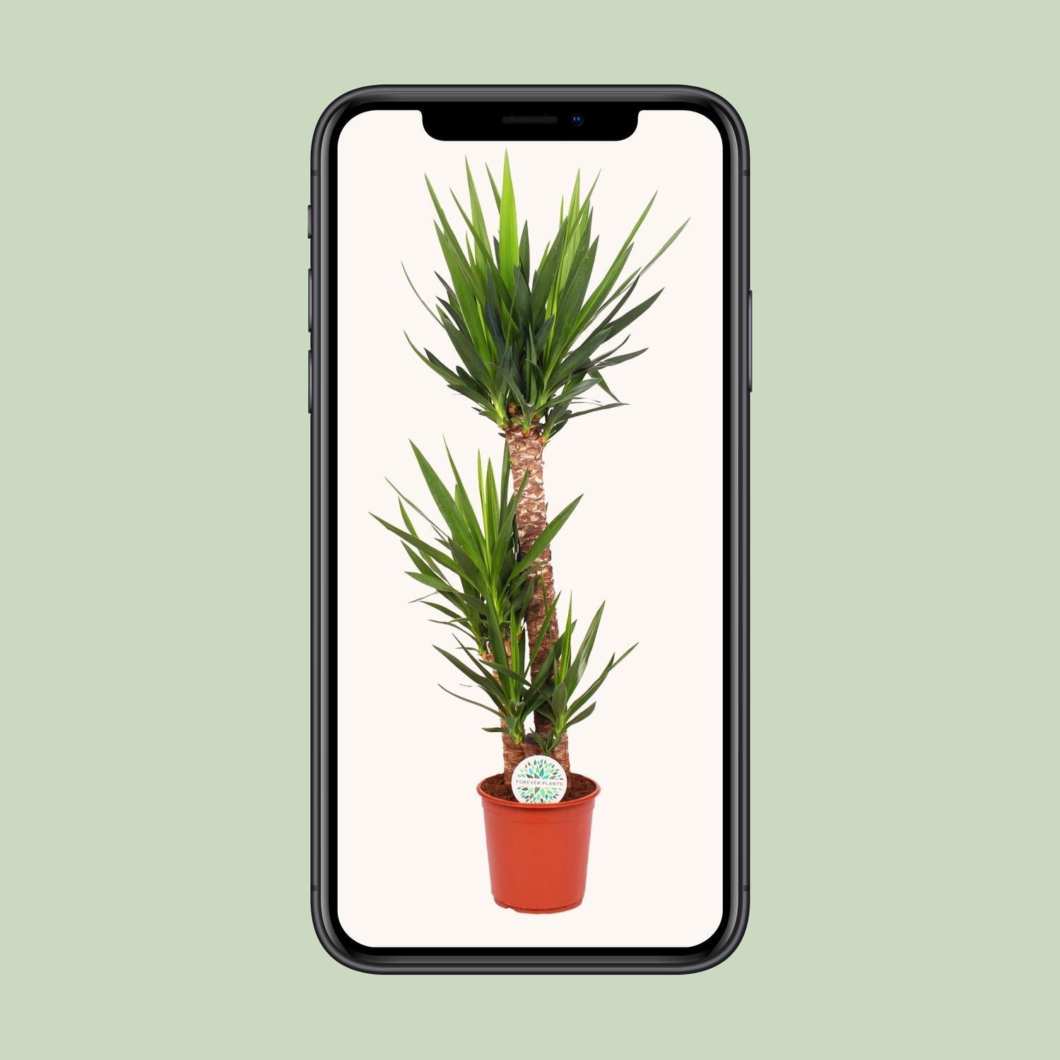 Yucca Olifantspoot - Ø24cm - ↕125cm