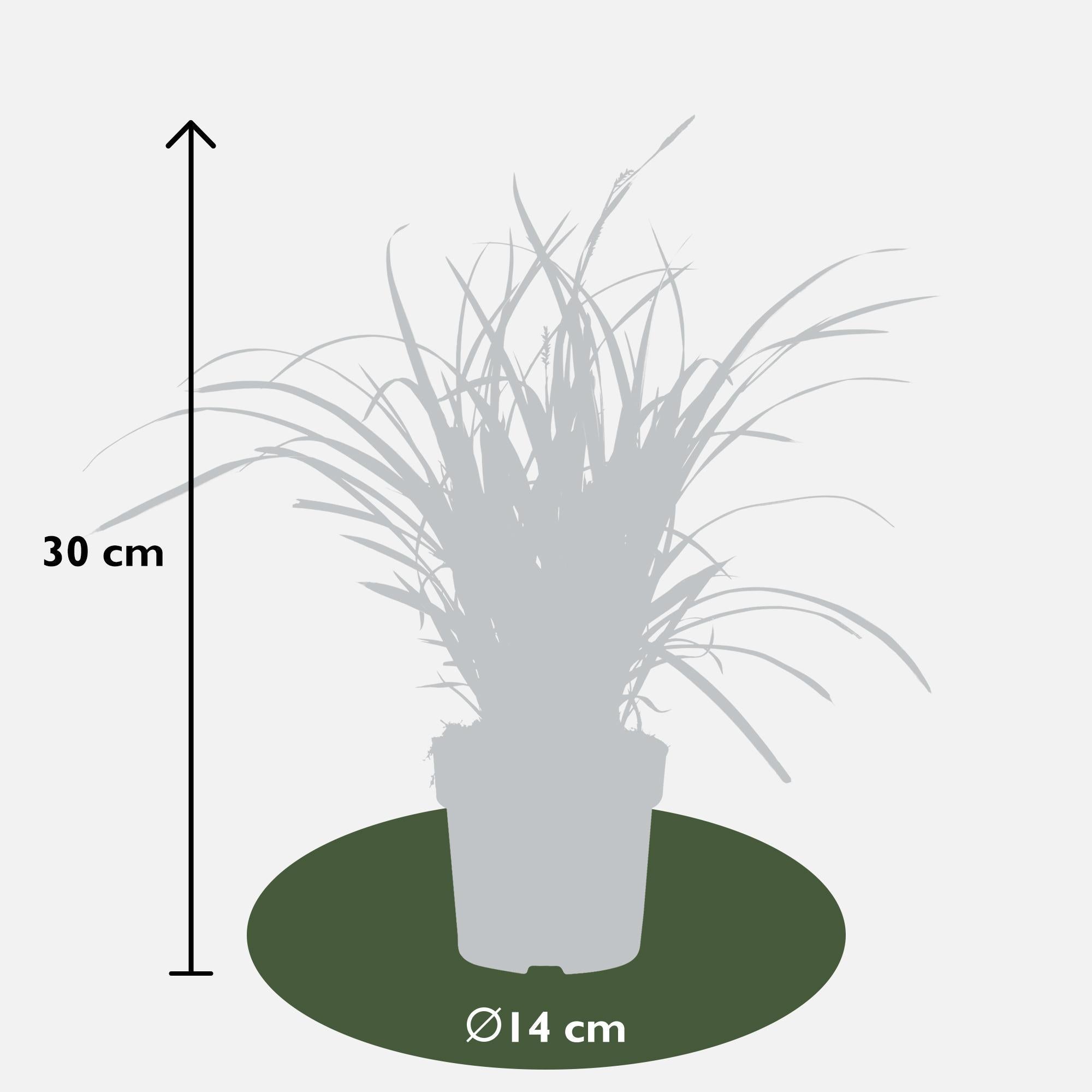 3x - Carex morrowii 'Ice Dance' - ?30cm - Ø14