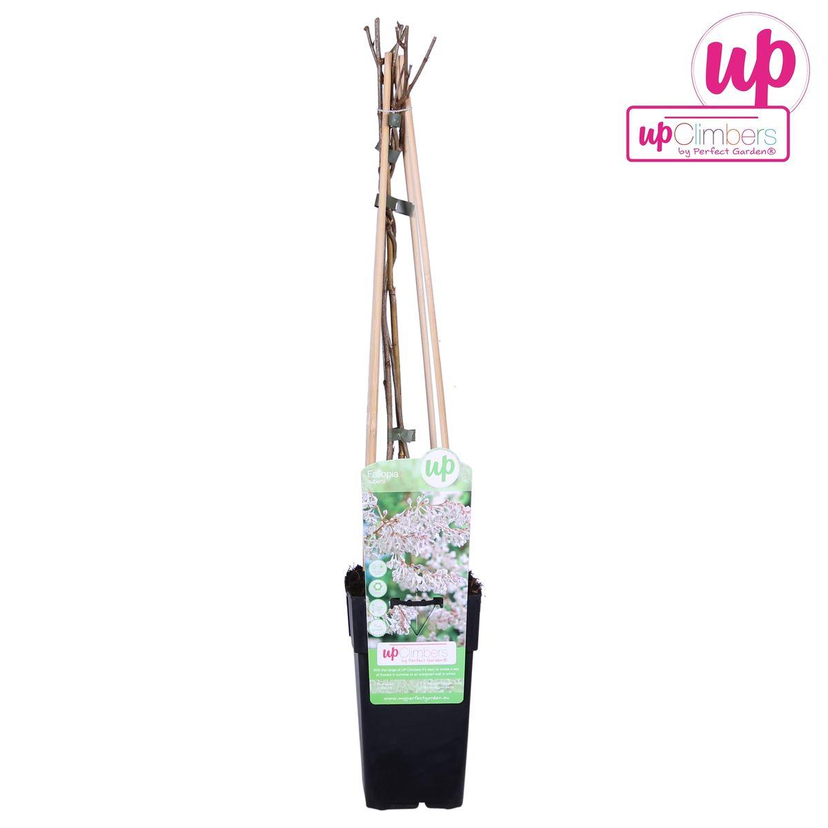 Fallopia baldschuanica - Bruidsluier