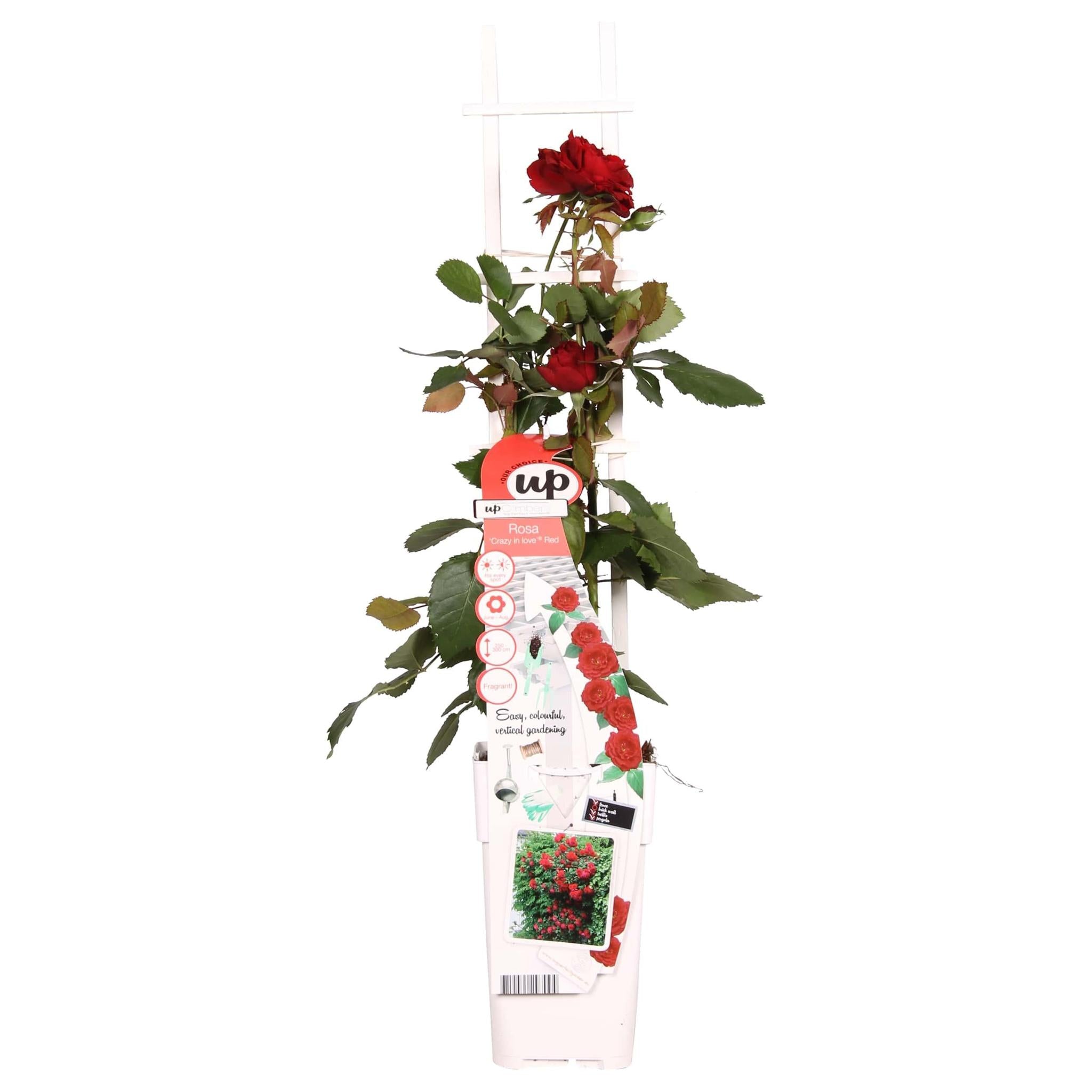 Rosa Gek op liefde 'Rood' - Rode Roos