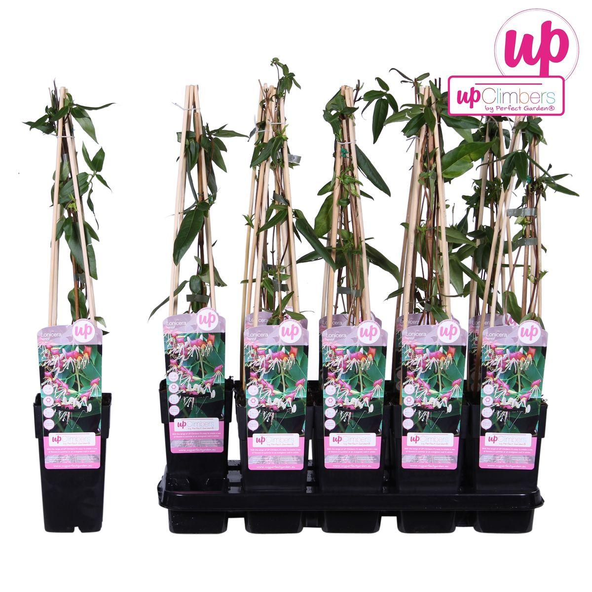 Lonicera henryi - ?65cm - Ø15