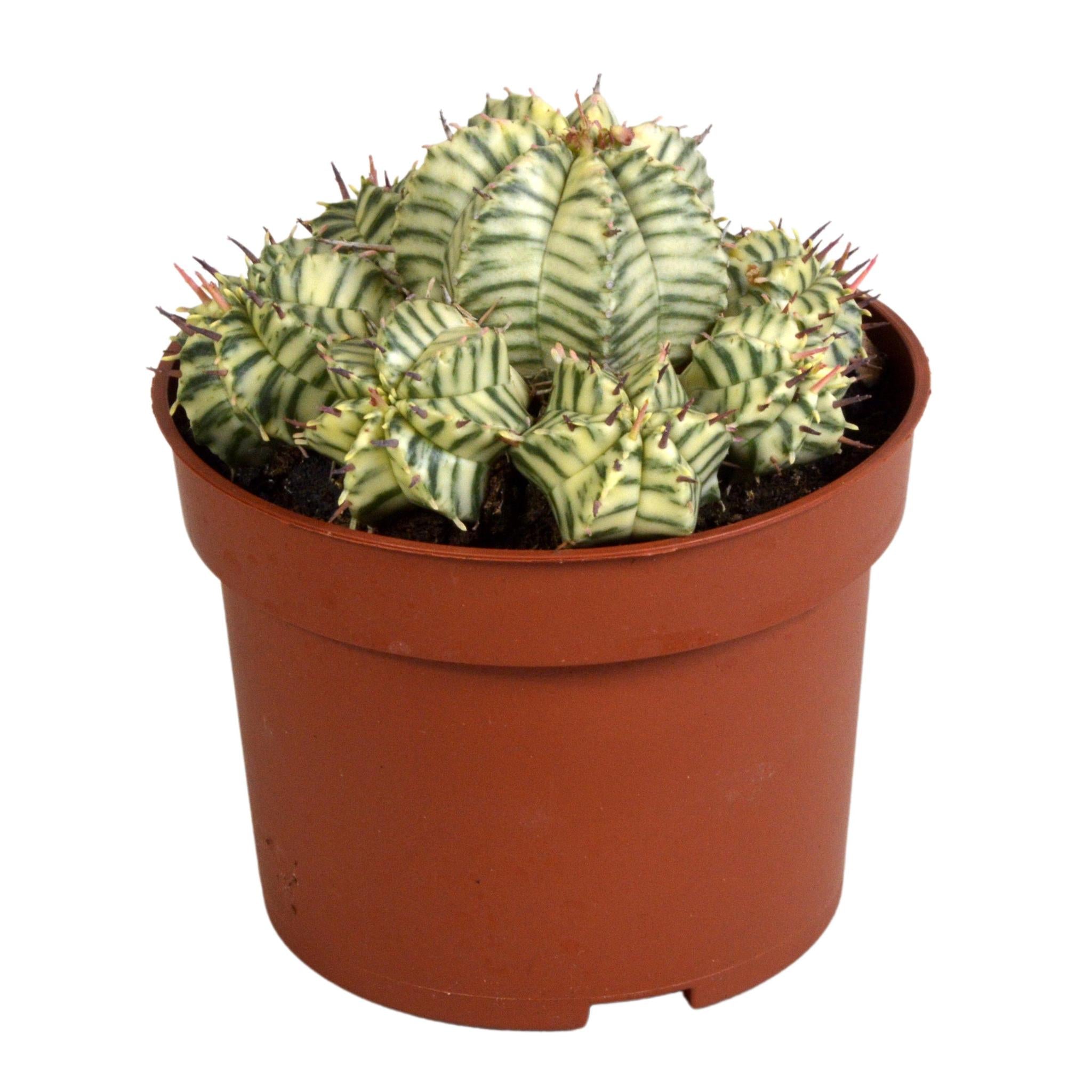 Euphorbia meloformis variegata - klei - 10,5cm - 1x
