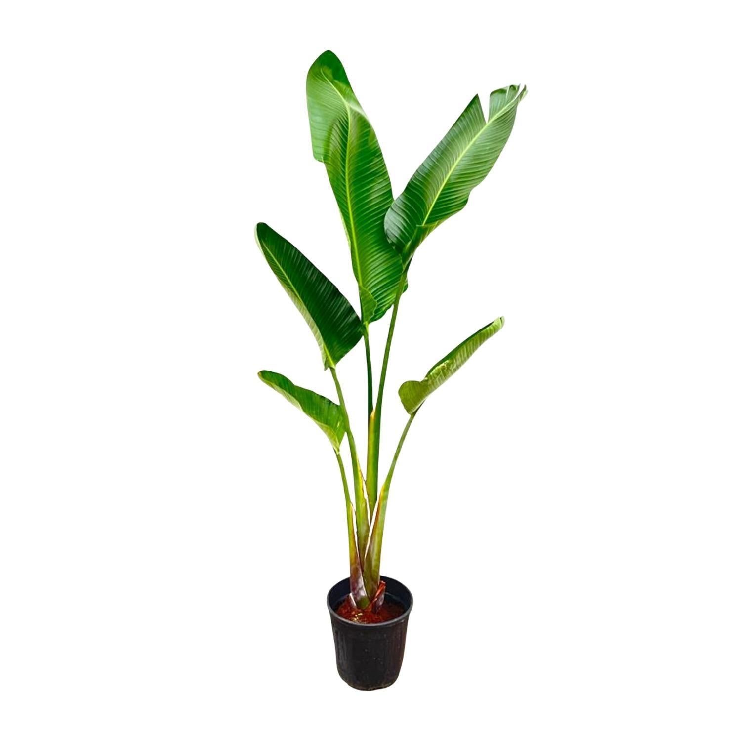 Strelitzia Augusta - 210cm - ?30