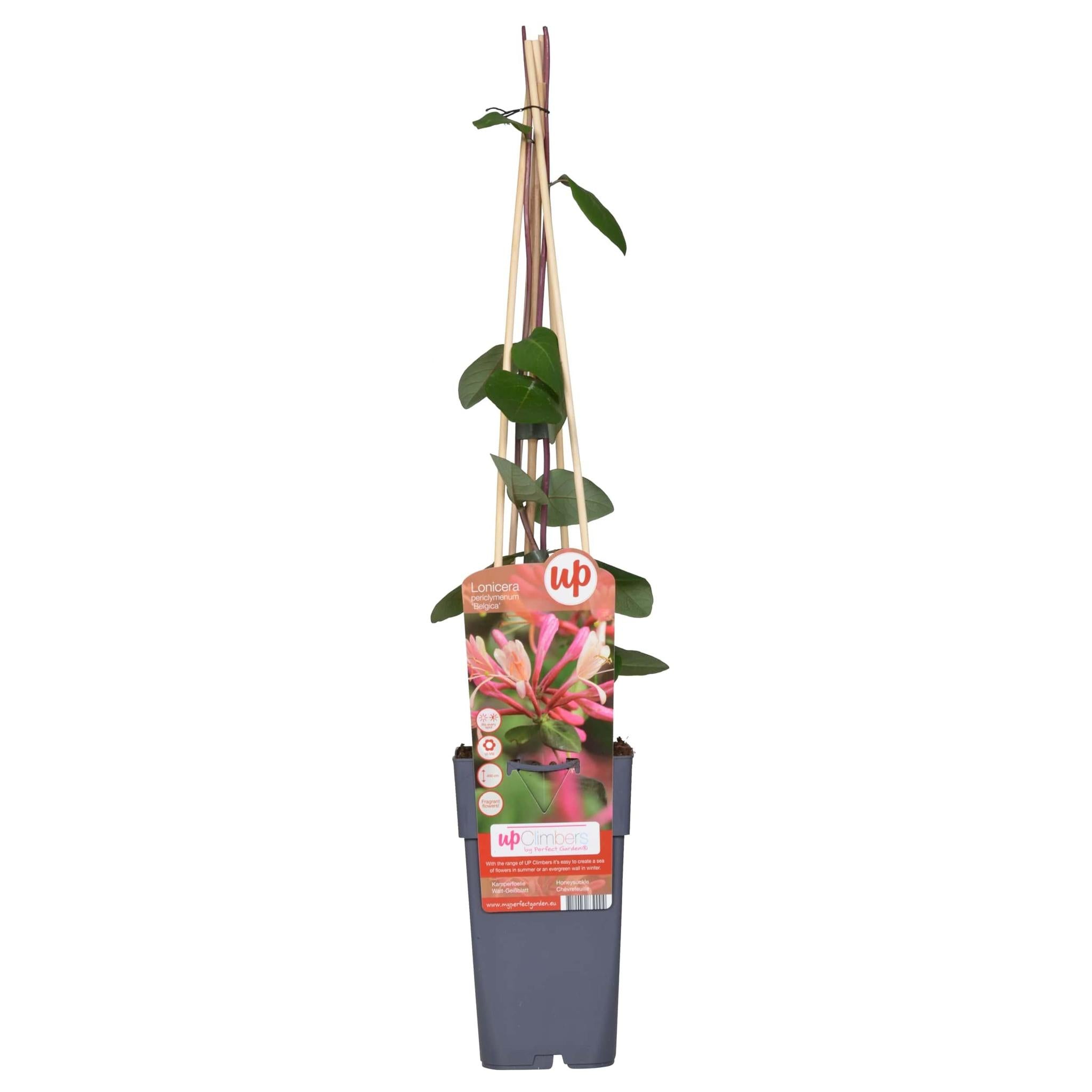 Lonicera periclymenum 'Belgica' - ?65cm - Ø15