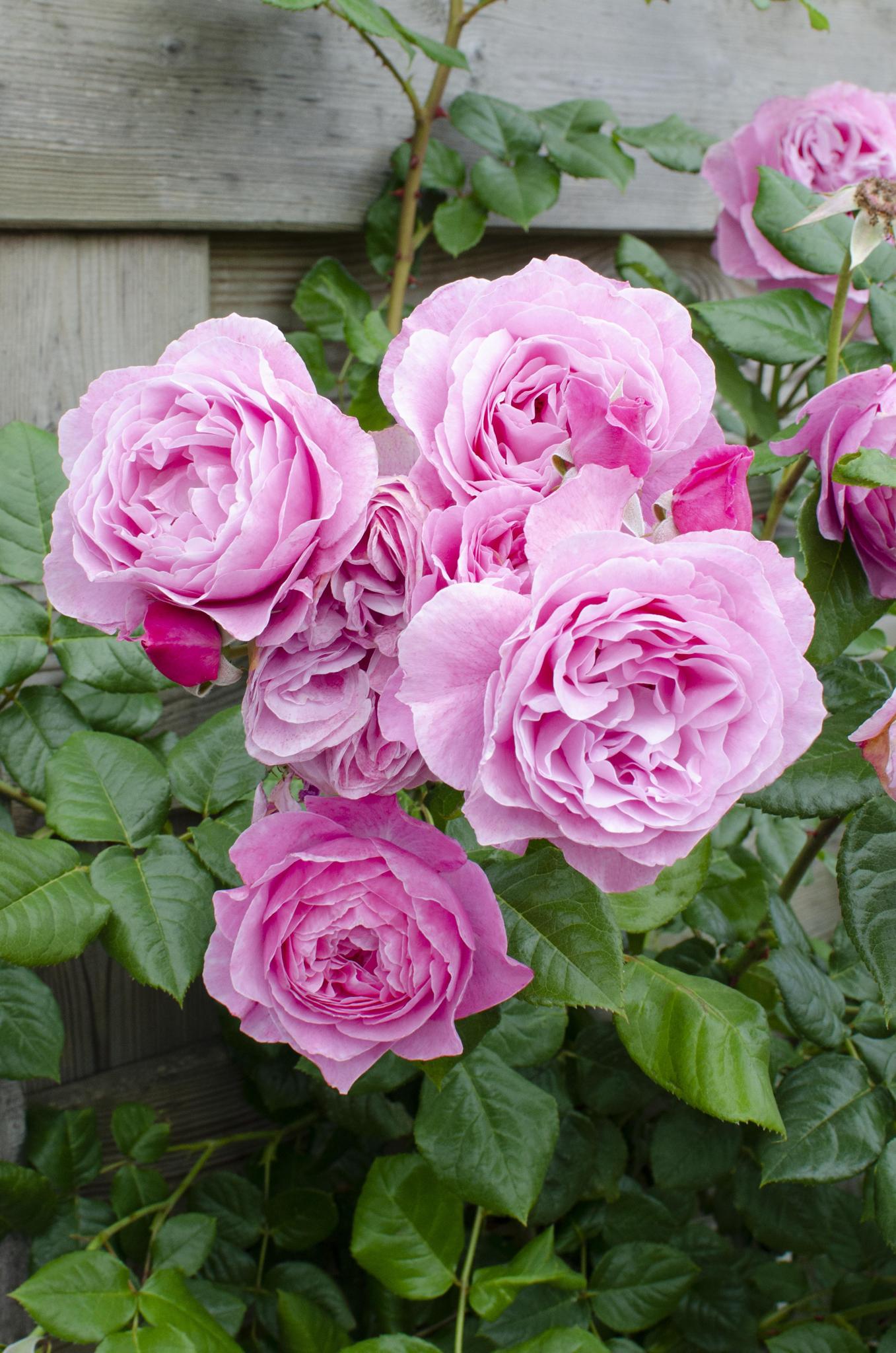 Rosa Verliefd 'Pink' - Roze Roos