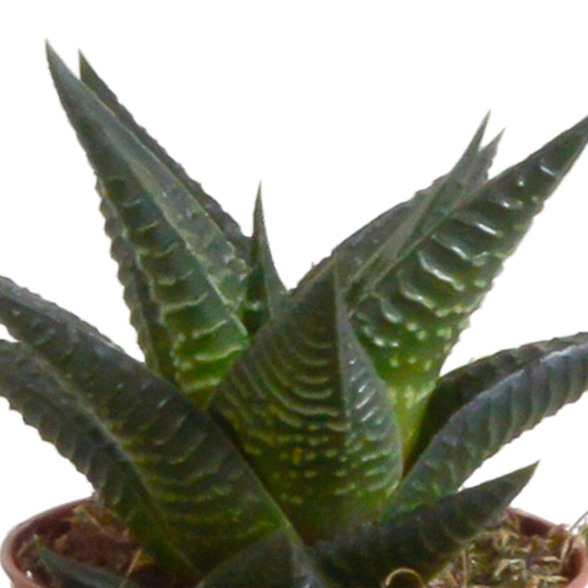 Gasteria/Haworthia mix 5,5cm - 5x - in witte pot