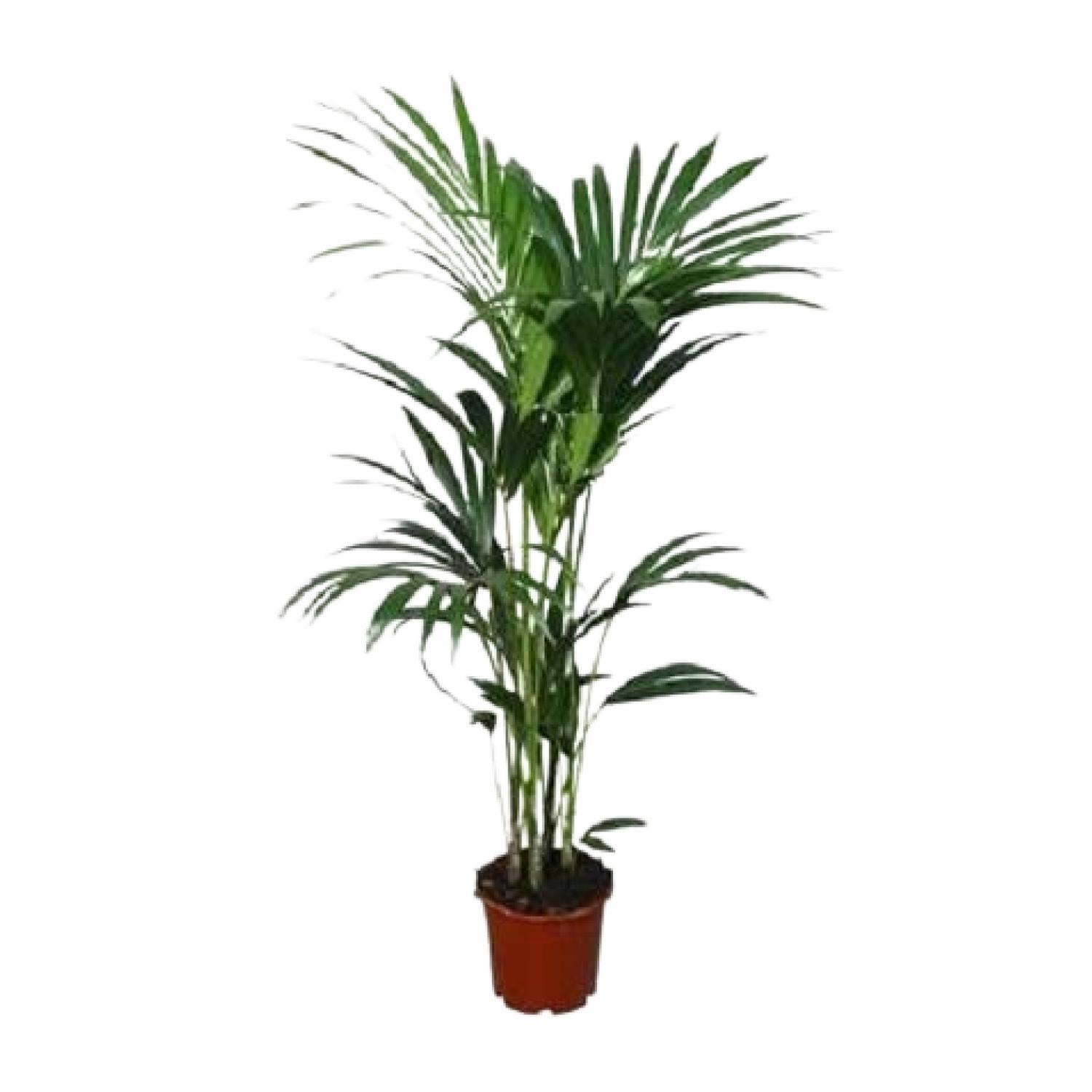Howea forsteriana - Ø24 - ?120cm
