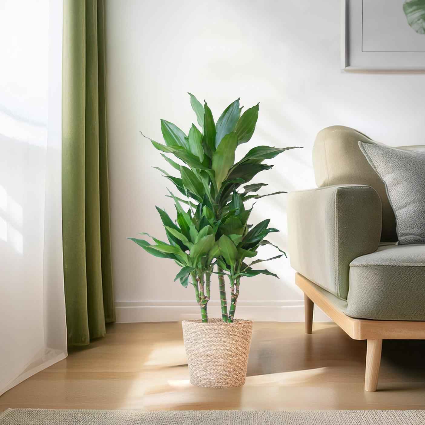 Dracaena Janet Lindt met Sofia mand naturel - 95cm - Ø21