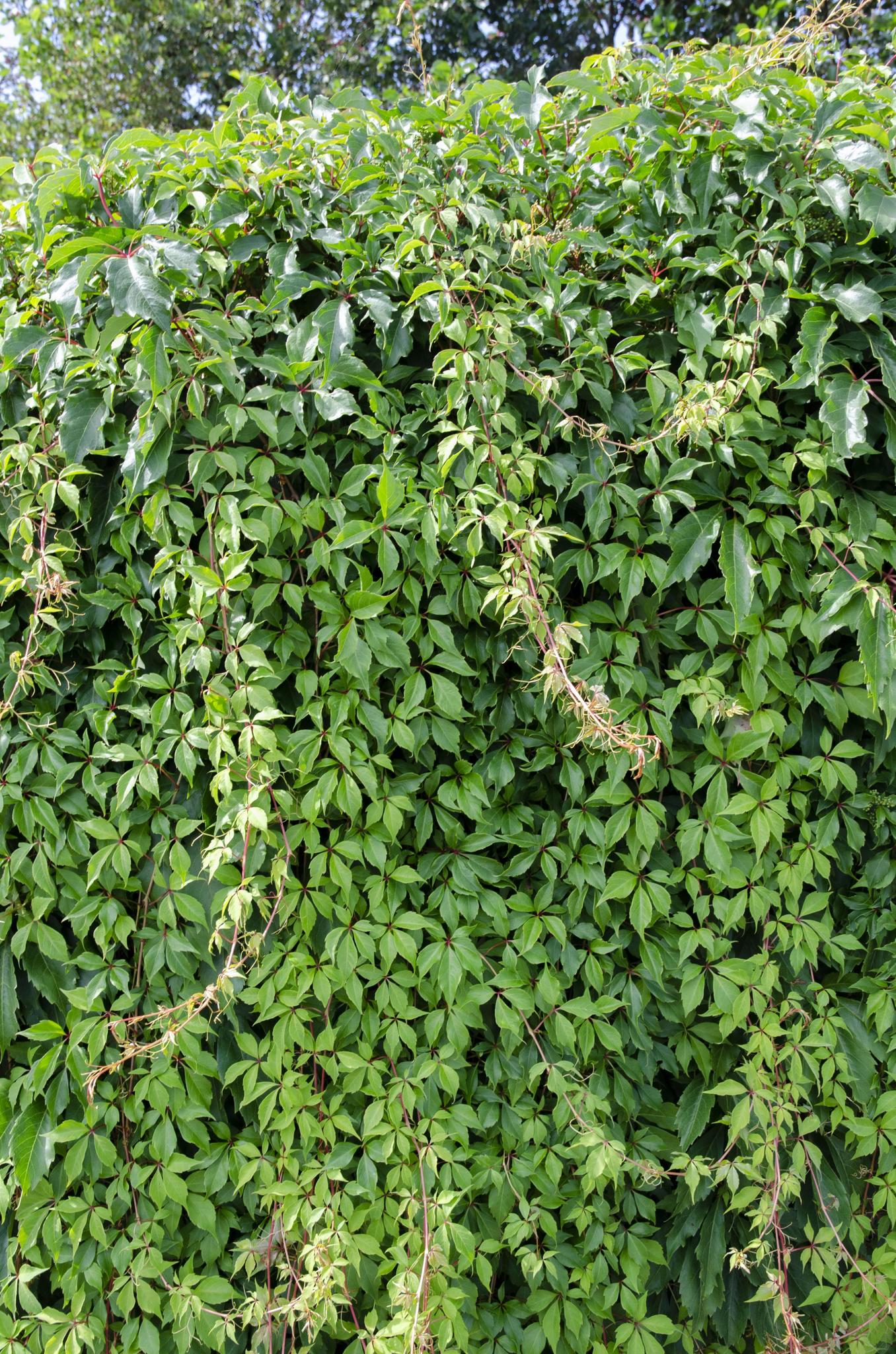 Parthenocissus q. var. 'Engelmannii' - ?65cm - Ø15
