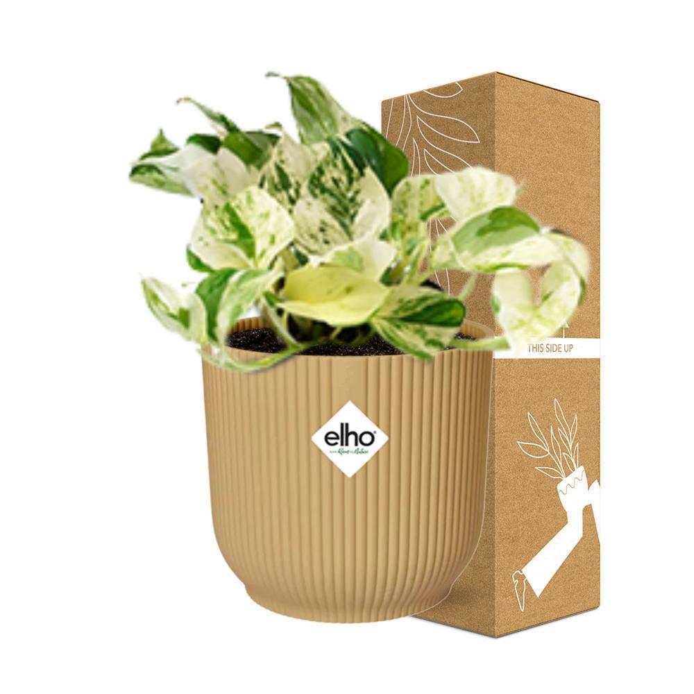 Epipremnum Pinnatum Happy Leaf in ELHO Vibes Fold 14cm geel