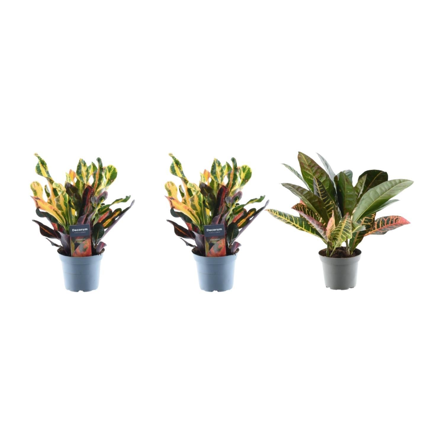 3x Croton Codiaeum-Mischung - 30 cm - ø12