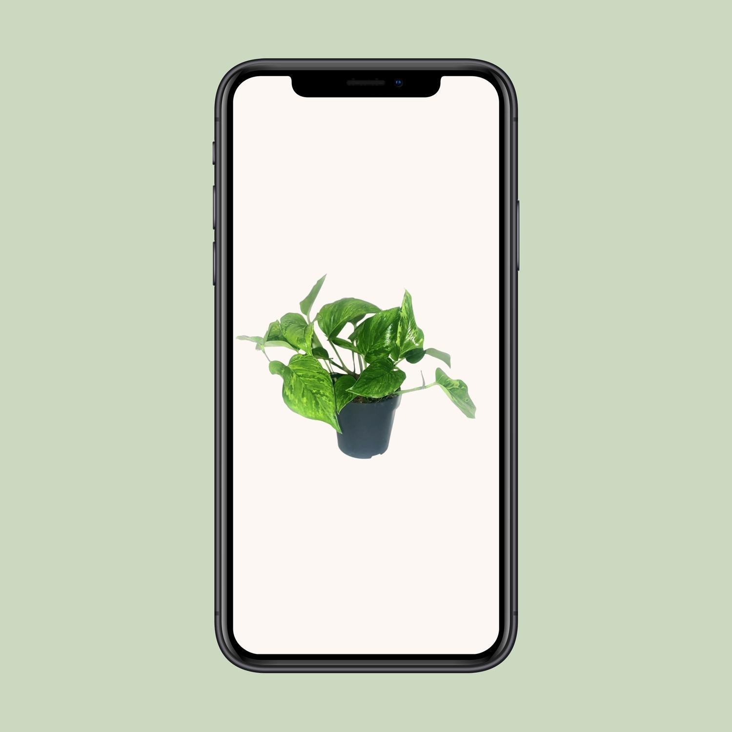 Scindapsus Pictus Trebie - Ø12cm - ↕20cm