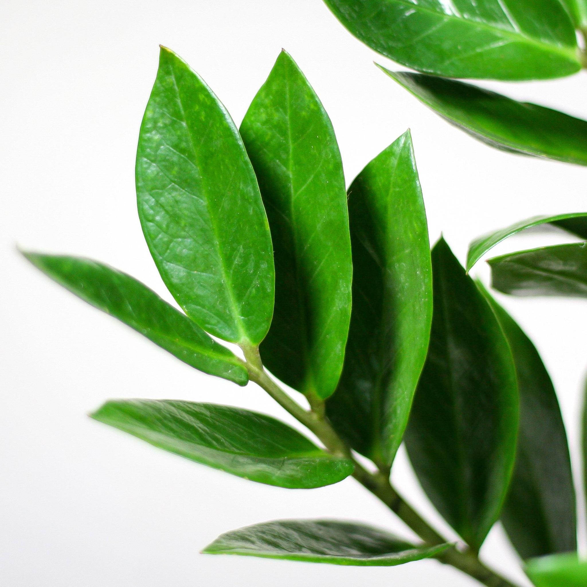 Zamioculcas Zamiifolia met Mand Lissabon wit - 80cm - Ø21