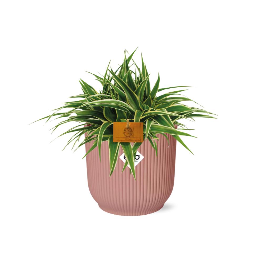 Chlorophytum Ocean 15cm in ELHO Vibes Fold 16cm rond delicaat roze