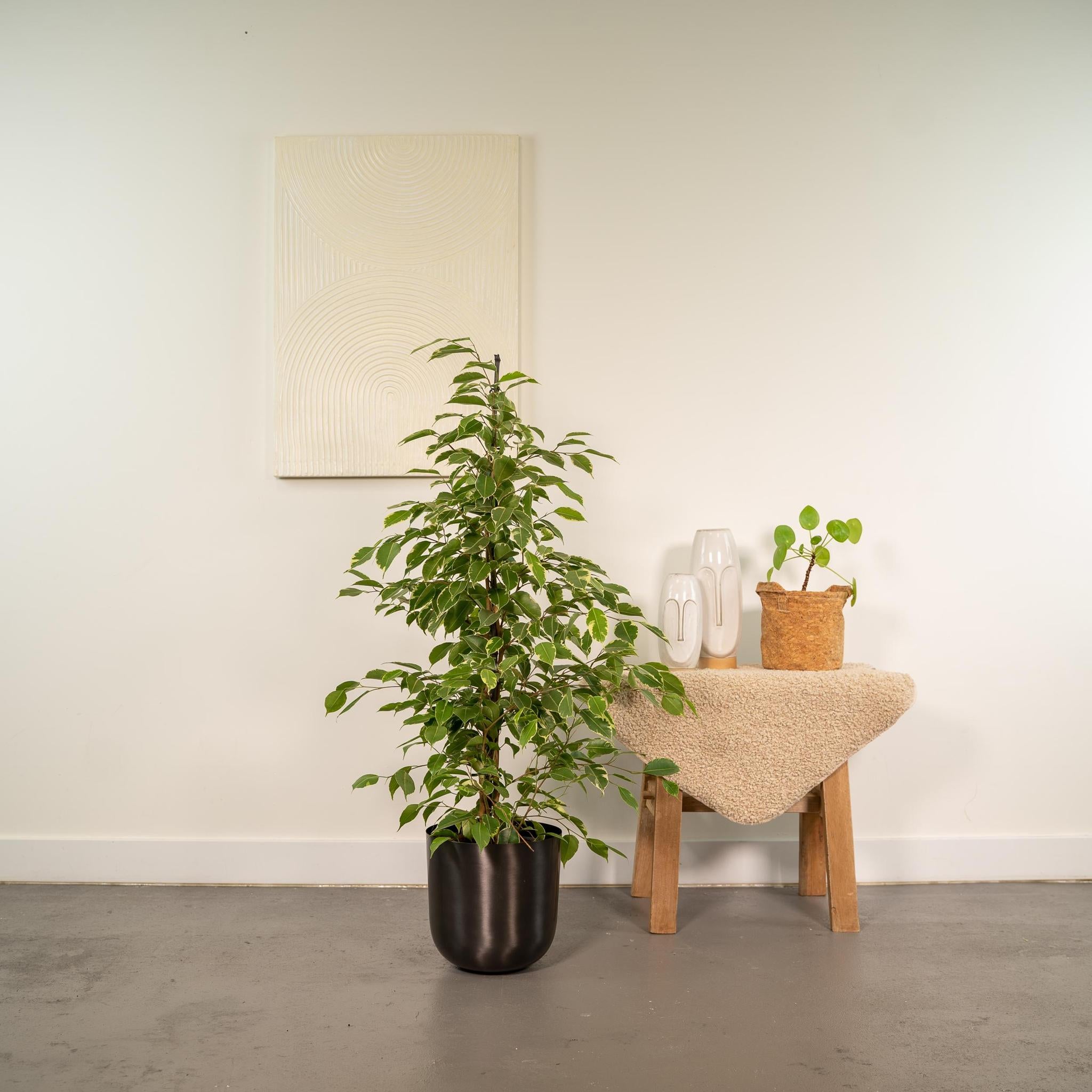 Ficus benjamina Goldenking - Ø21cm - ↕95cm + Pot Mayk Lood