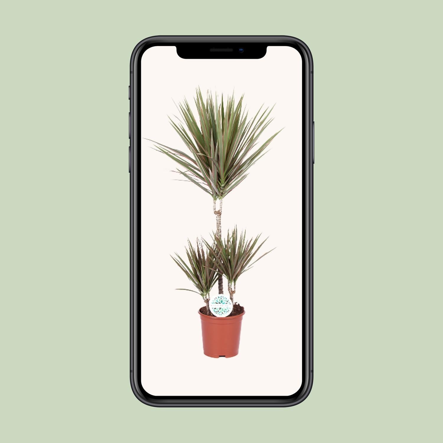 Dracaena Tweekleurig - Ø21cm - ↕95cm