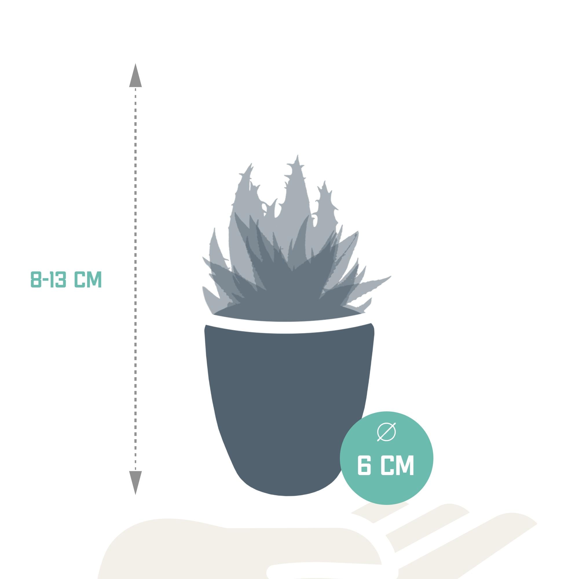 Gasteria/Haworthia mix 5,5cm - 5x - in witte pot