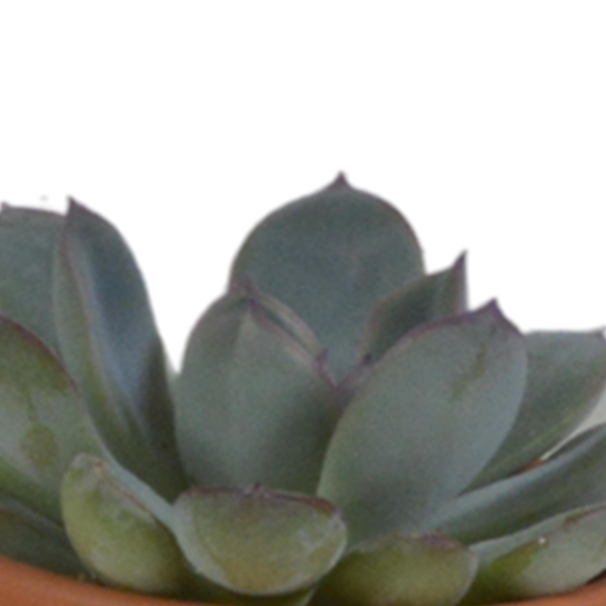 Vetplantenmix 5,5 cm - 5x - in terracotta pot