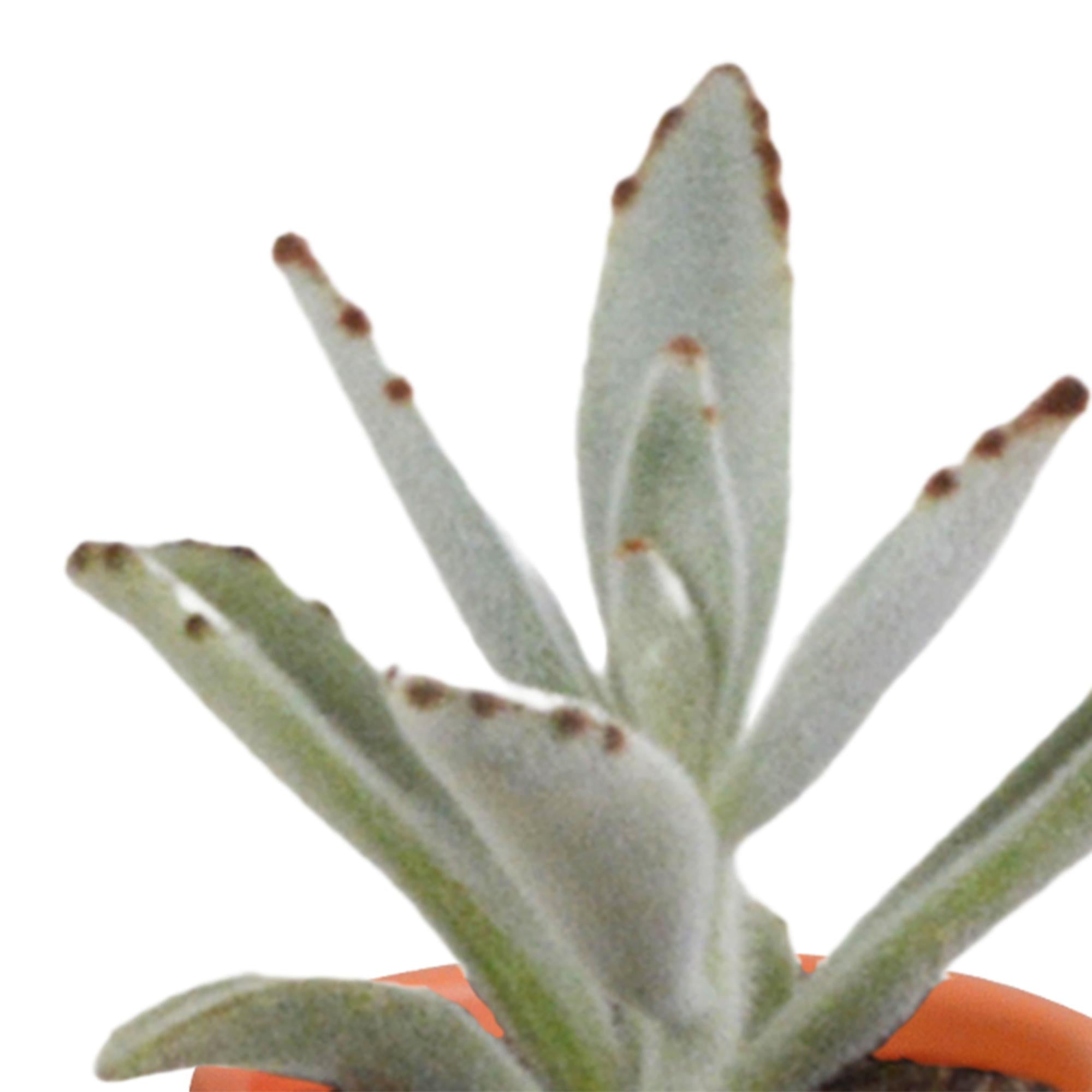 Cactus en vetplantenmix 5,5 cm | 15 stuks - in terracotta pot