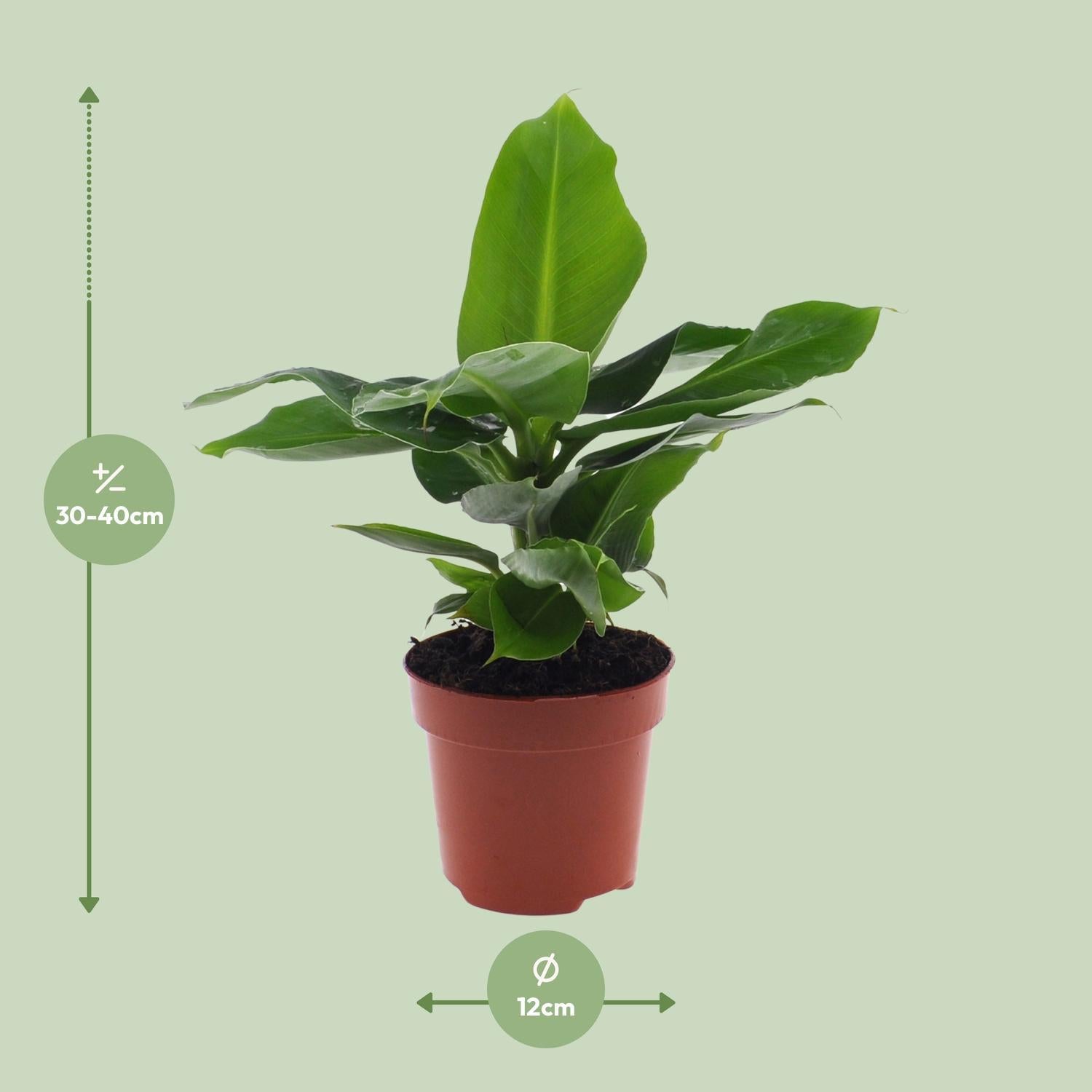 Musa Oosterse Dwerg - 25cm - ø12