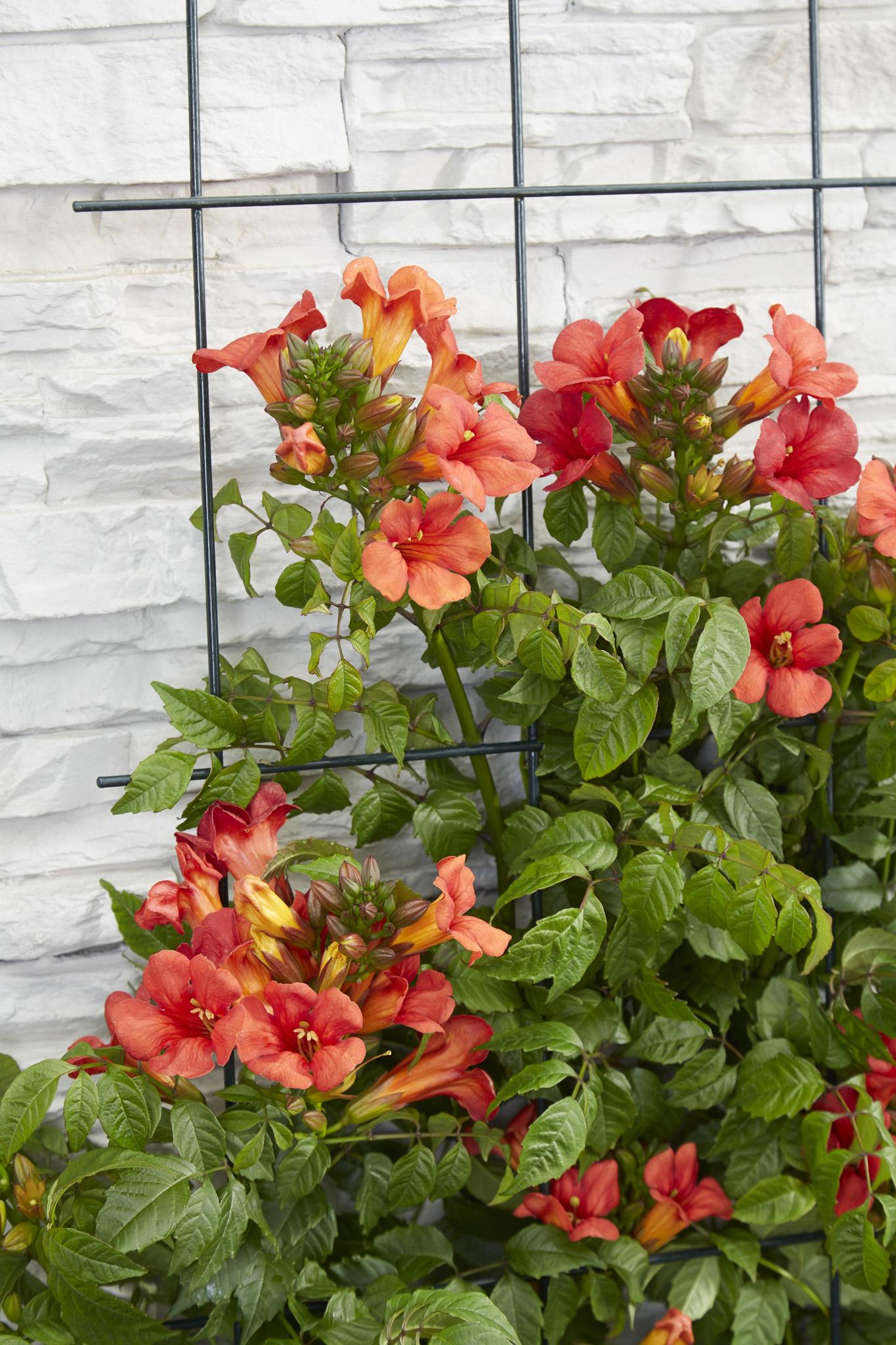 Campsis Summer Jazz Fire Trompet - Trompetbloem Rood - Ø15 - ?65cm