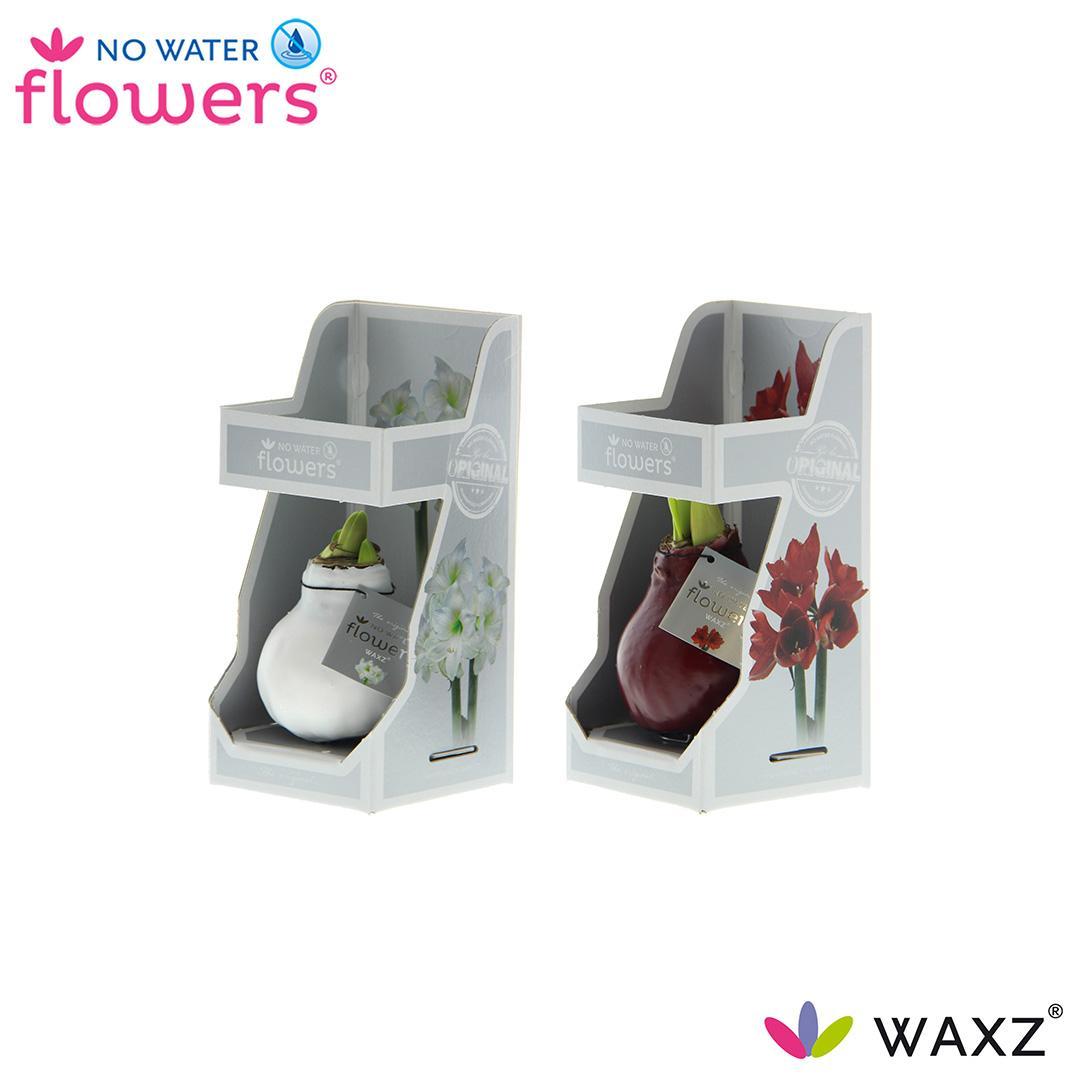 No Water Flowers Waxz Colorz in Geschenkdoos - 2 stuks - Ø7 cm - ↕15 cm