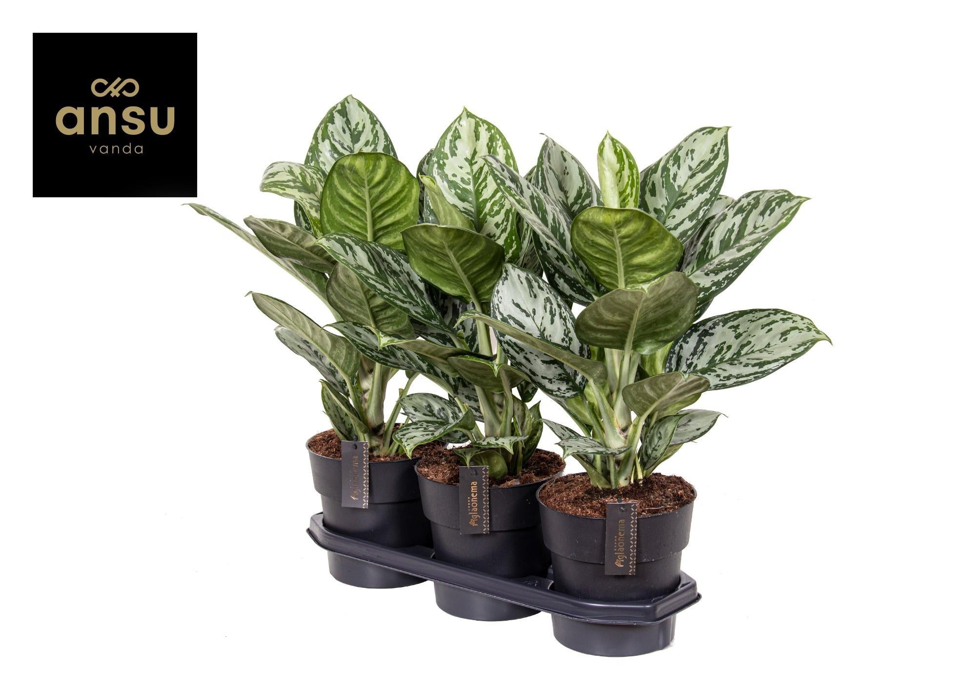 Aglaonema Jungle Zilver - Ø19cm - ↕60cm