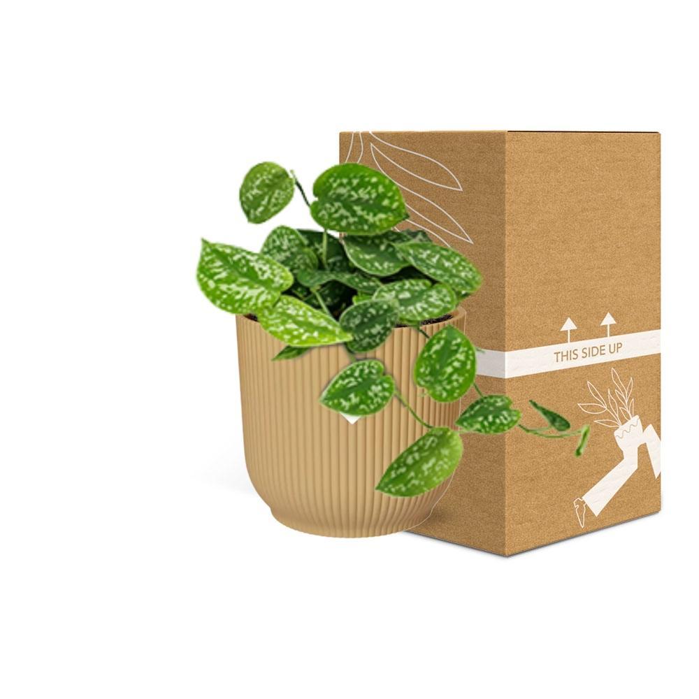 Scindapsus Pictus 'Argyraeus' in ELHO Vibes Fold 14cm geel