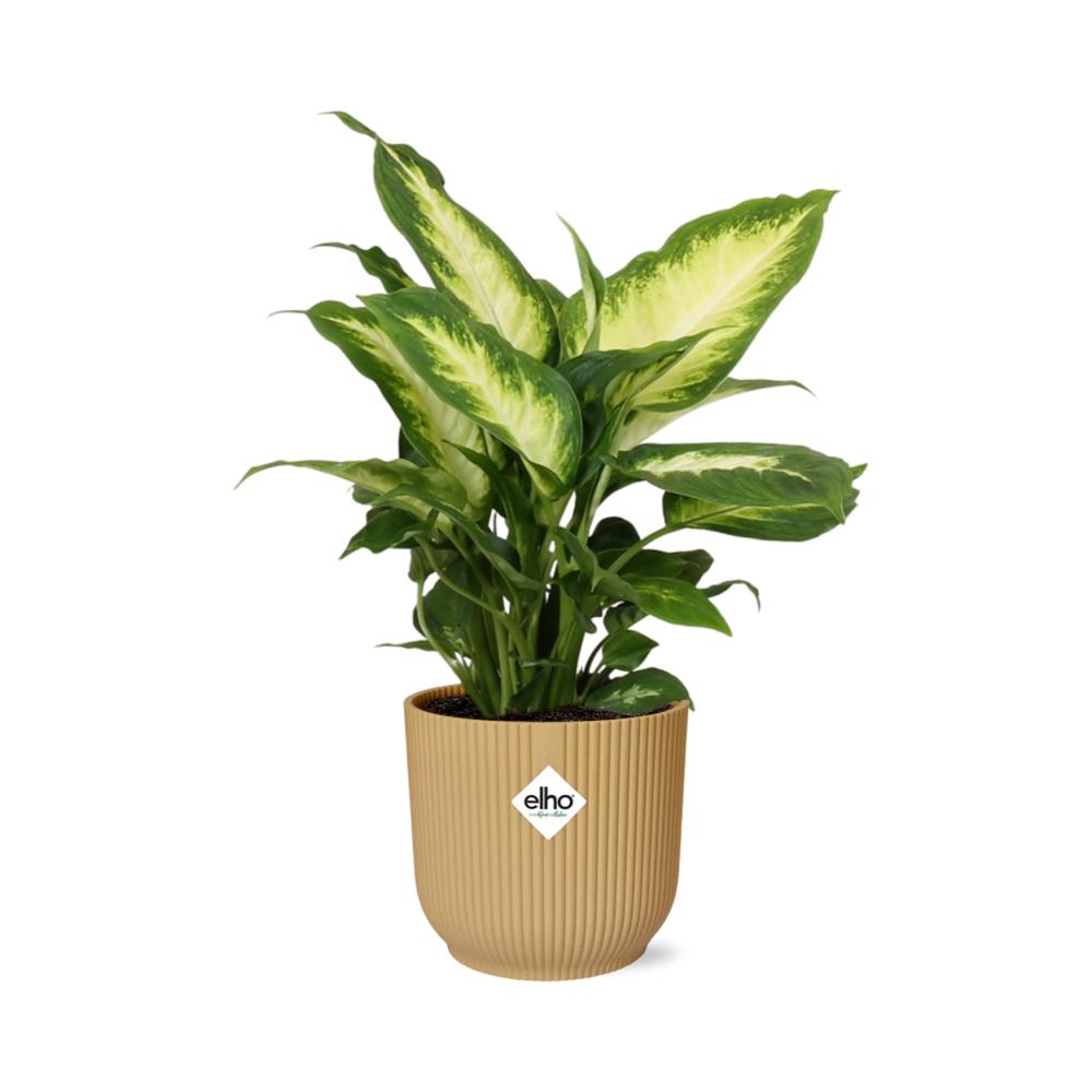 Dieffenbachia 'Camilla' in ELHO Vibes Fold 14cm geel