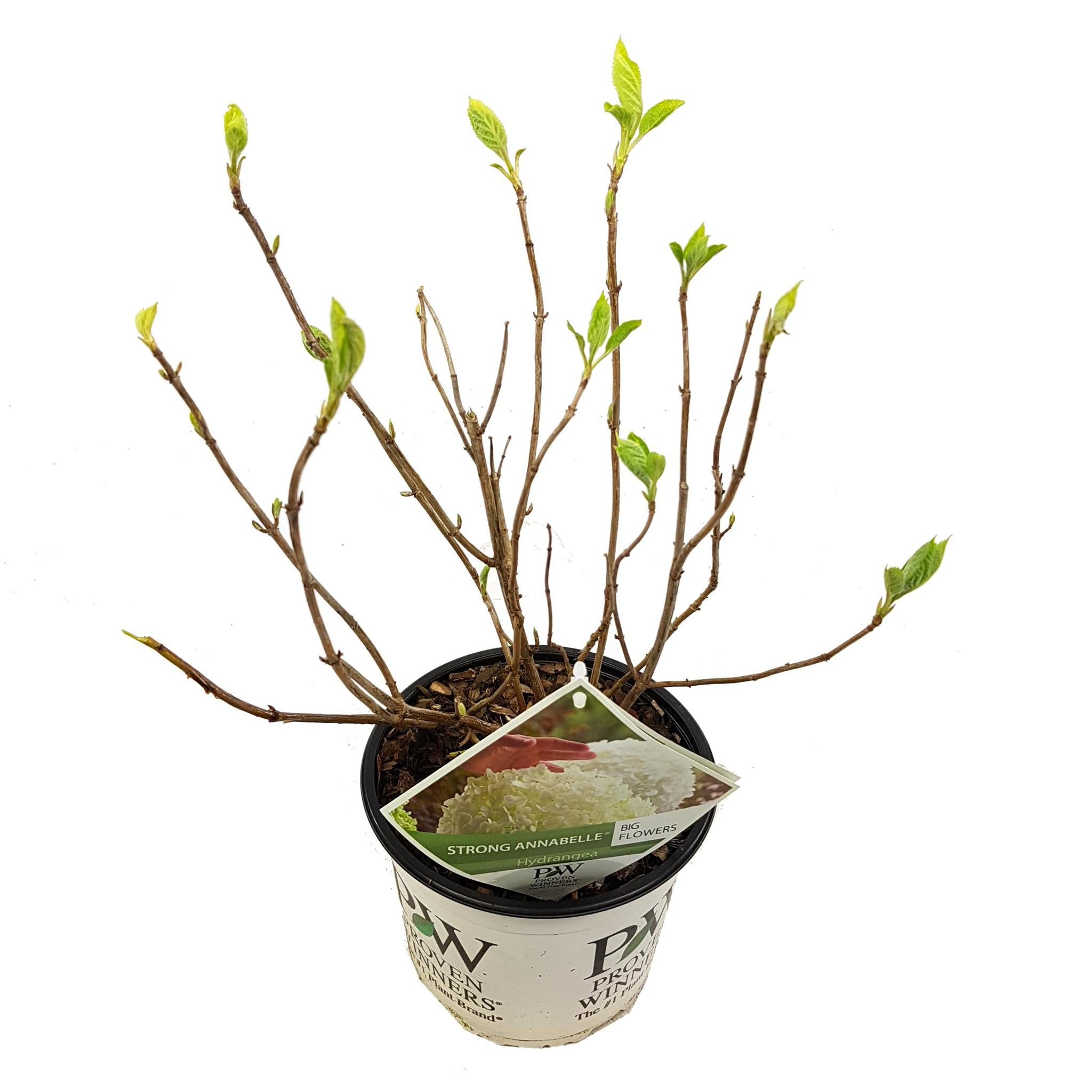 Hortensia arbo. 'Strong Annabelle'® - ?30cm - Ø19cm