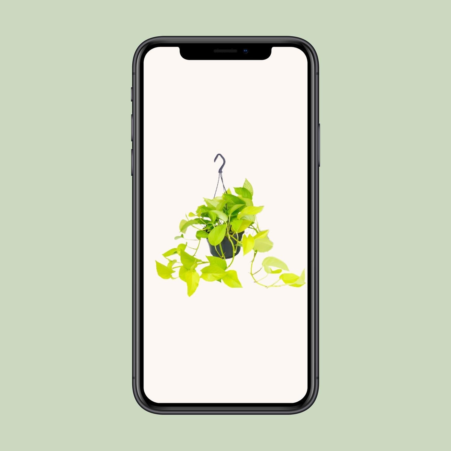 Epipremnum Gouden Pothos - Ø15 - ?25cm