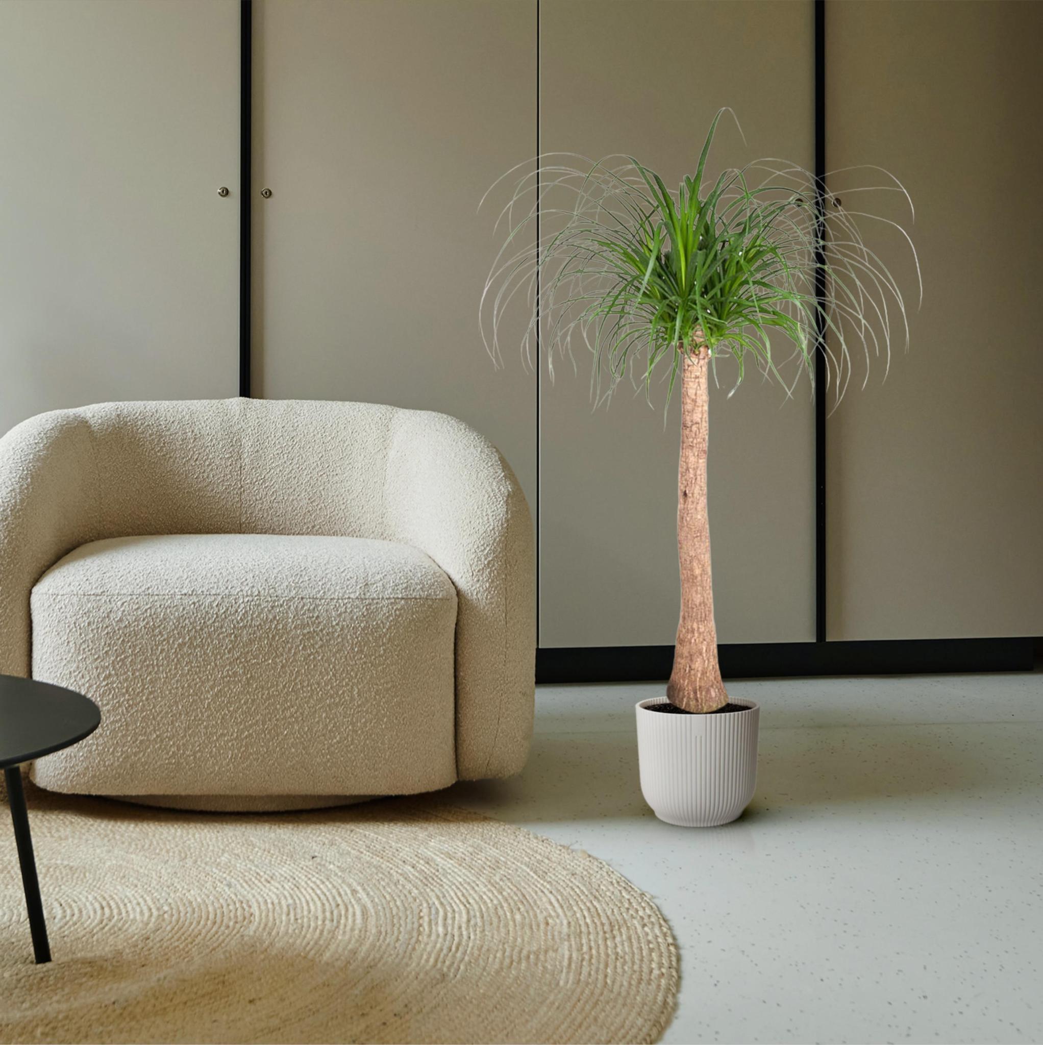 Beaucarnea stam - 130 cm - ø32