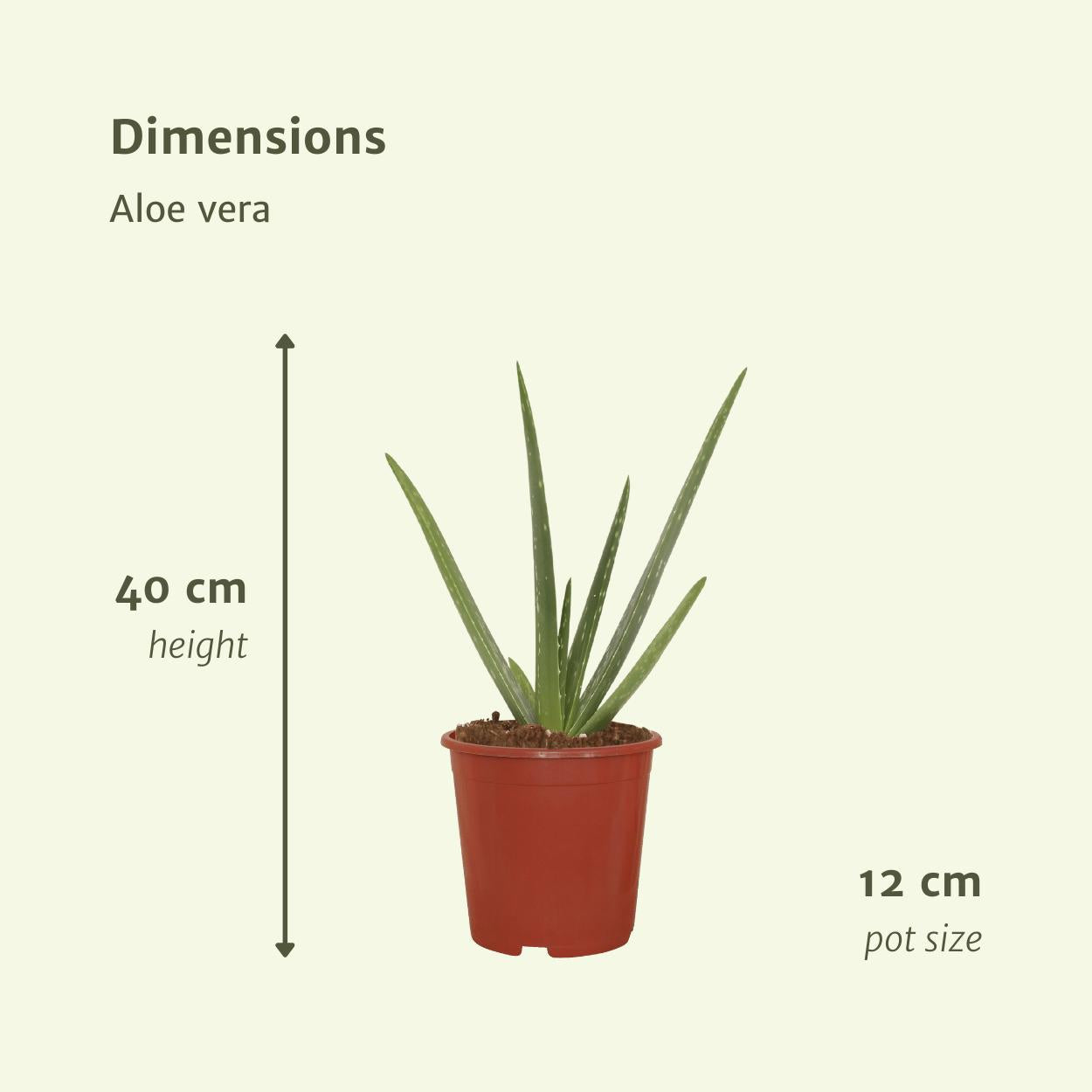 2x Aloë vera - Vetplant - 40cm - ø12