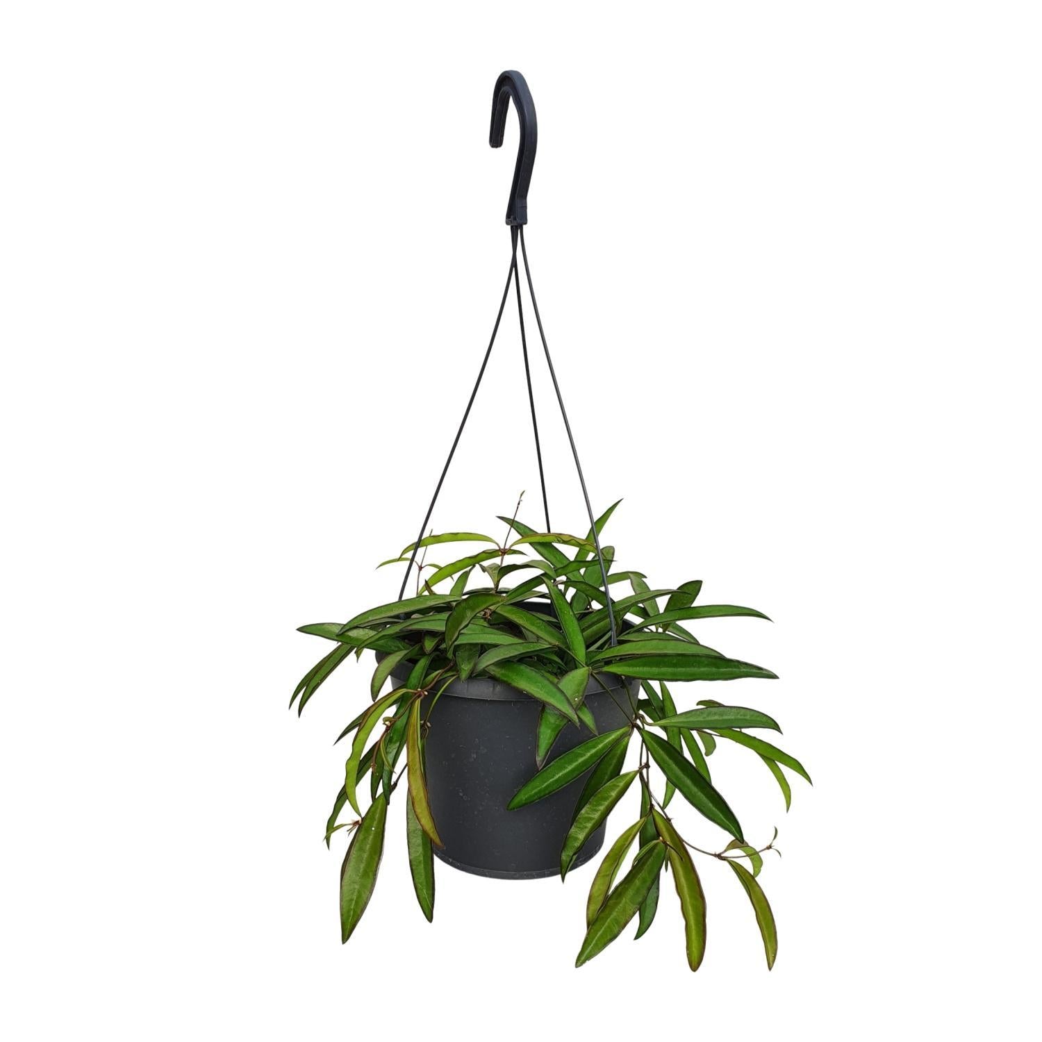 Hoya Weyetii - Ø19cm - ↕20cm