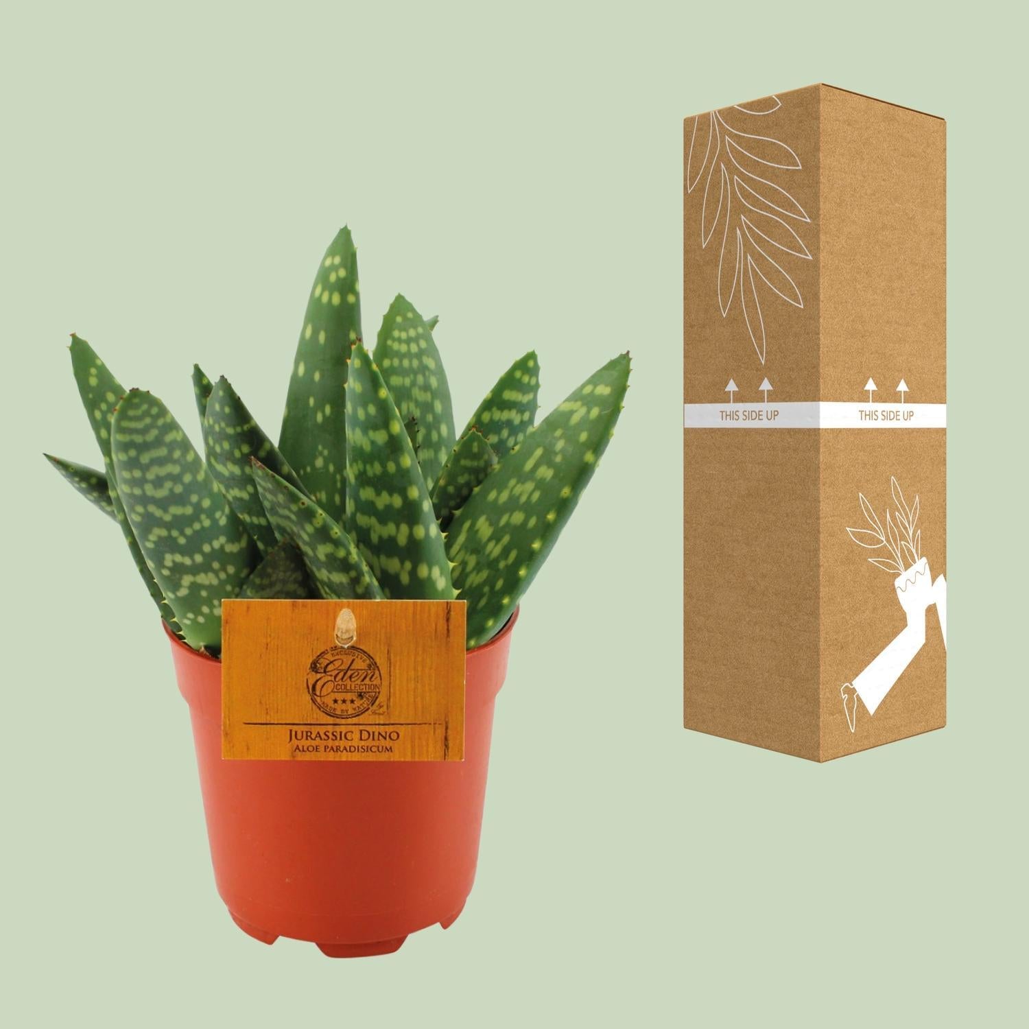 Aloë Paradisicum - Ø10,5 ↕15