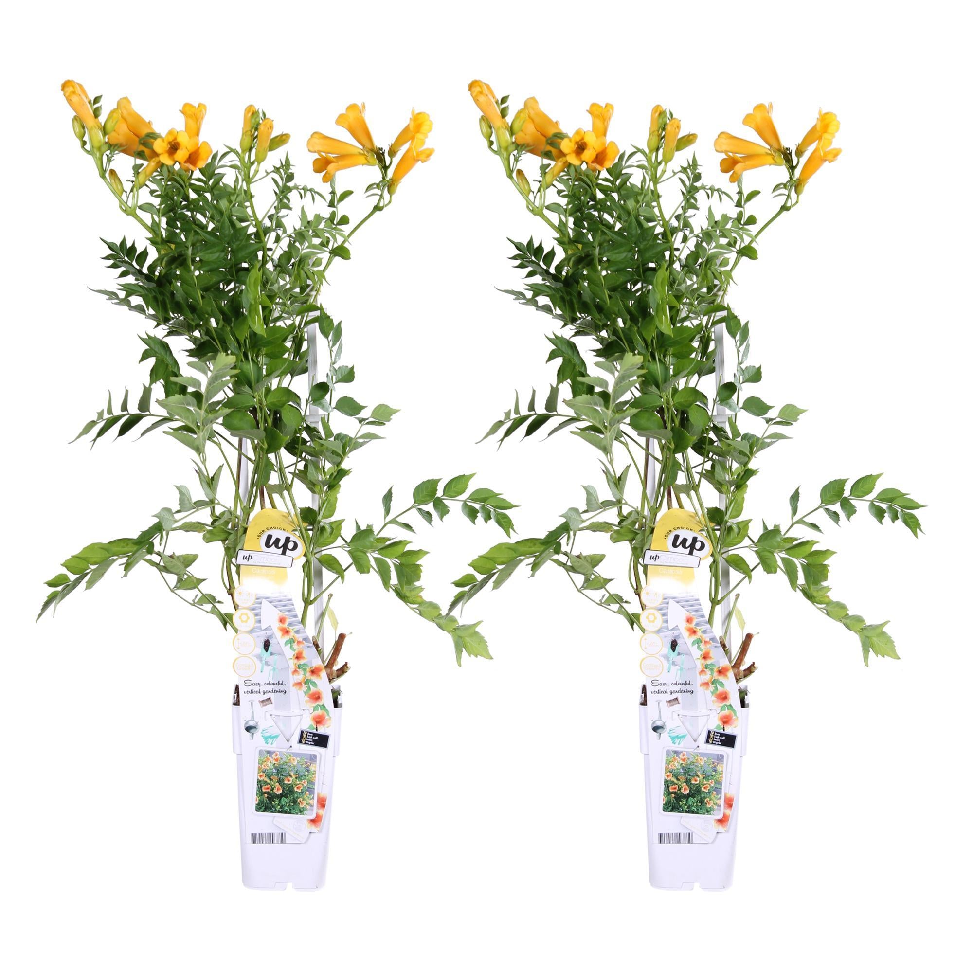 2x - Campsis Summer Jazz 'Gouden Trompet' - ?65cm - Ø15
