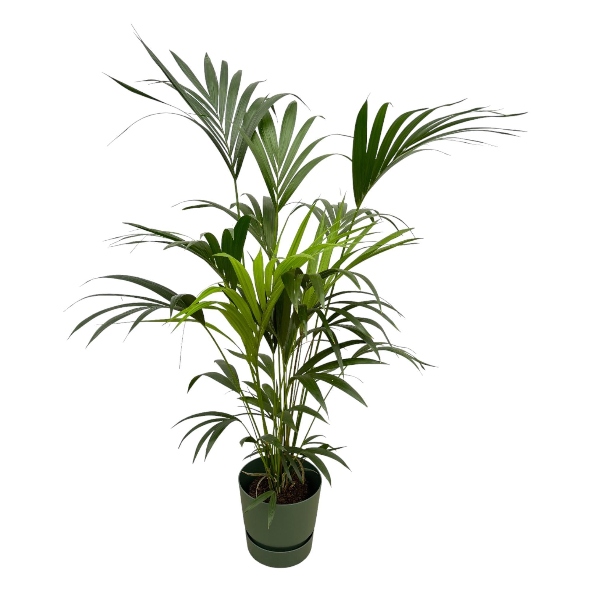 Kentiapalm inclusief elho Greenville Rond groen - 160cm - Ø30