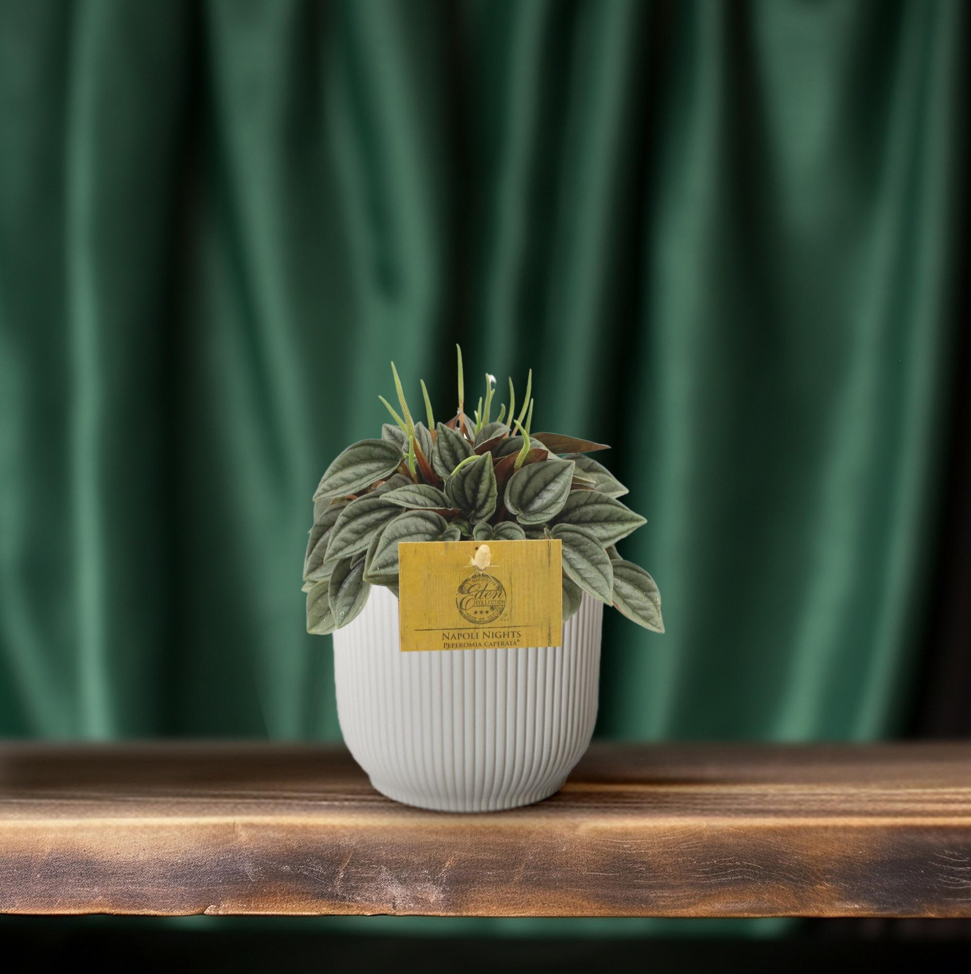 Peperomia Napoli Nachten 10,5cm - Ø10,5cm - ↕15cm